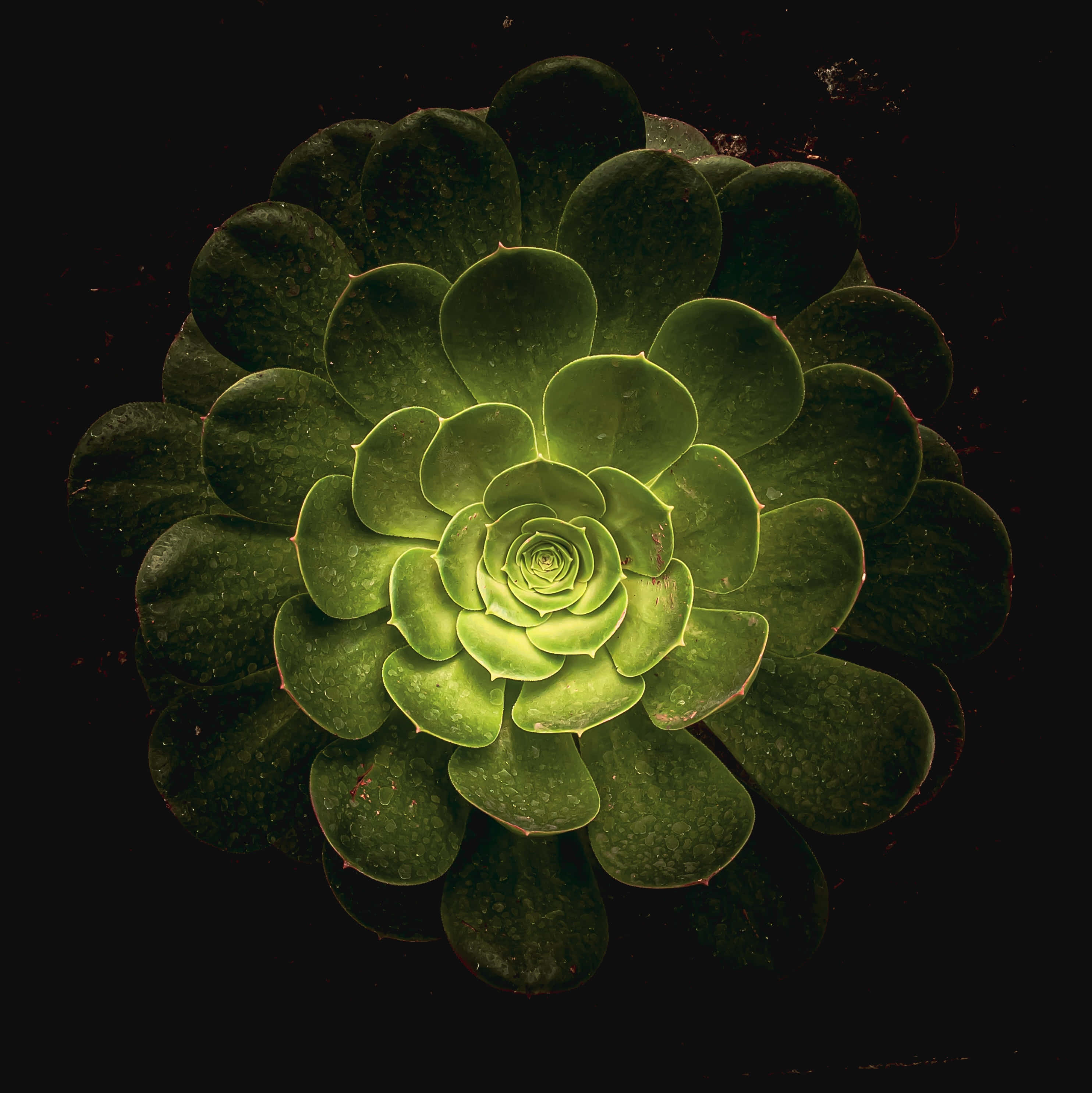 Fondos de pantalla estética verde oscuro Fondos de pantalla