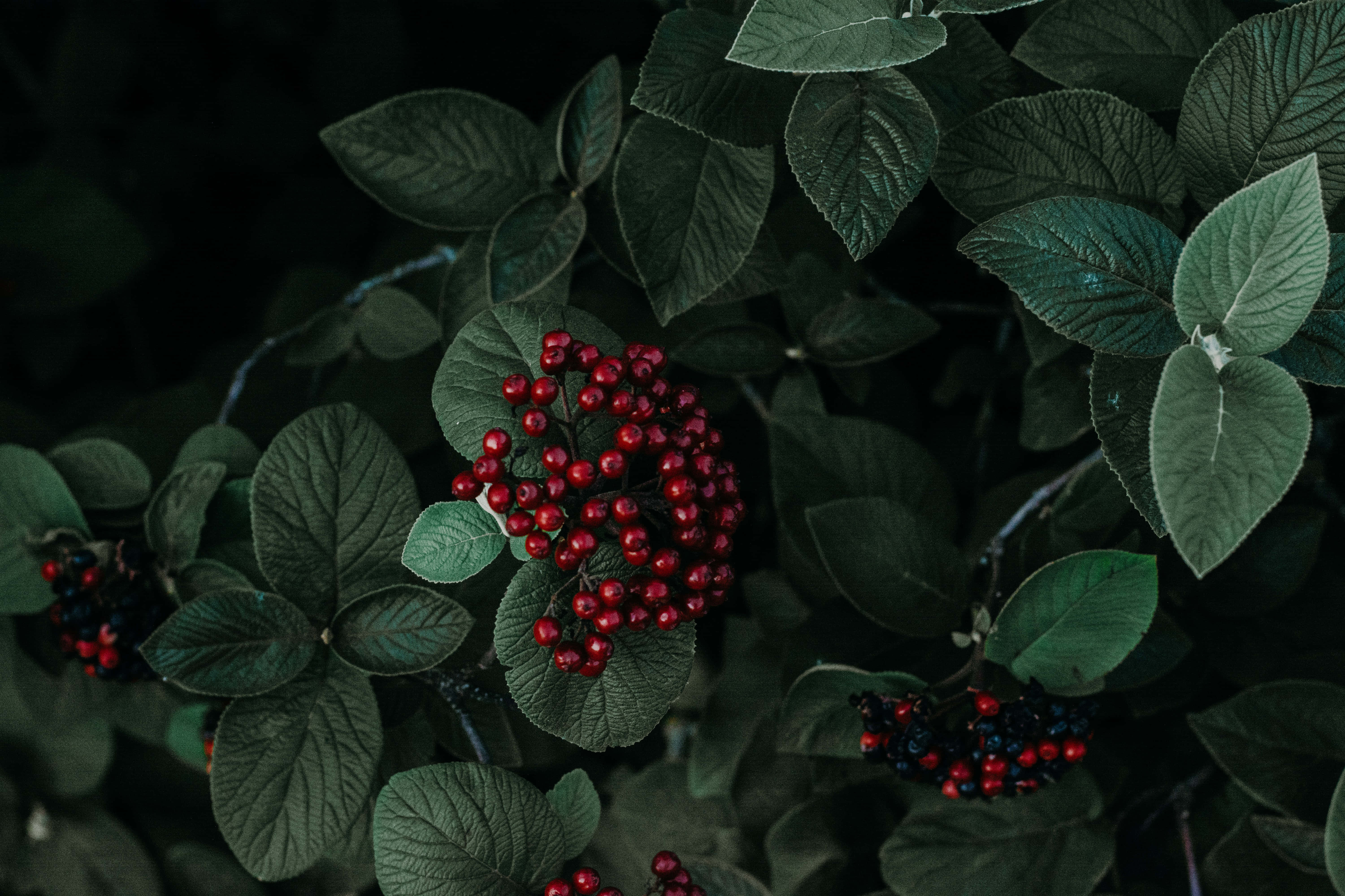 Fondos de pantalla verde oscuro estéticos Fondos de pantalla
