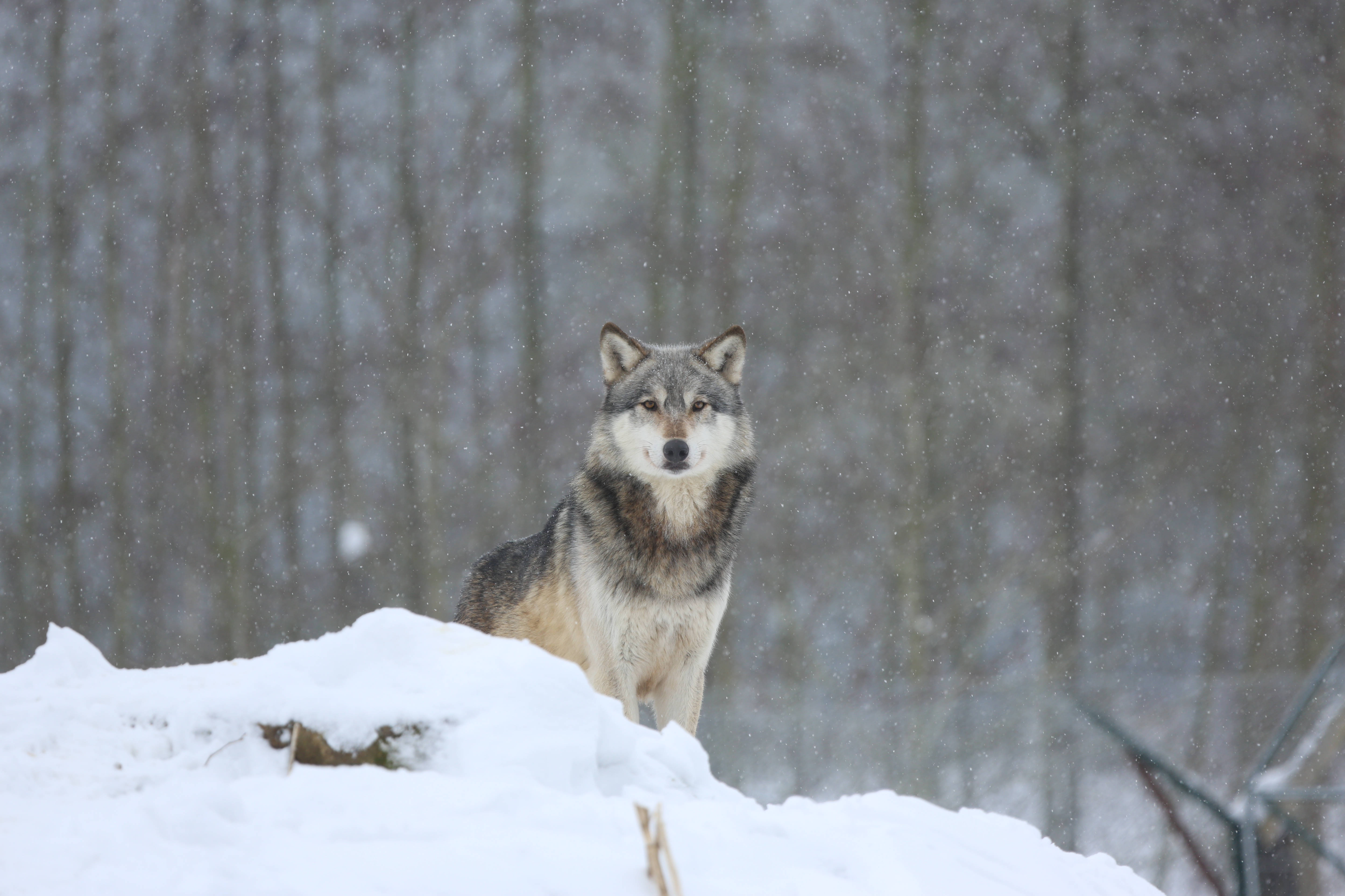 Foto 4K Ultra HD de un lobo mirando Fondos de pantalla