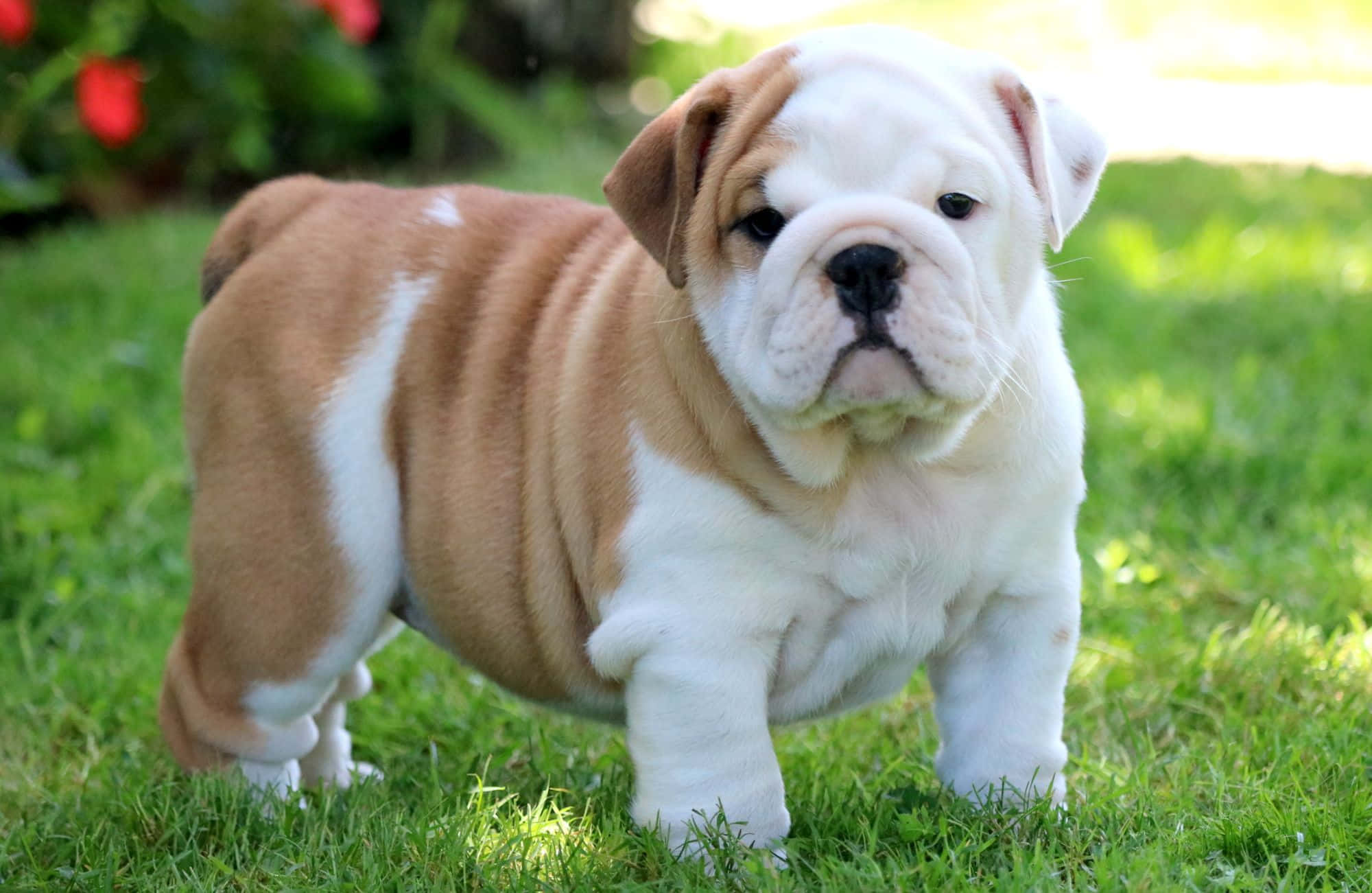 Foto de cachorro bulldog regordete y adorable Fondos de pantalla
