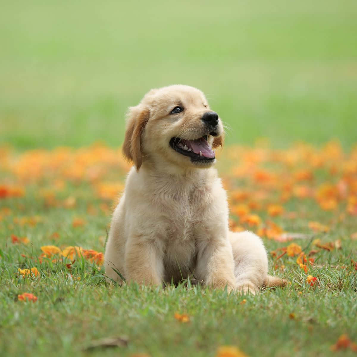 Foto de Cachorro Golden Retriever Feliz Fondos de pantalla