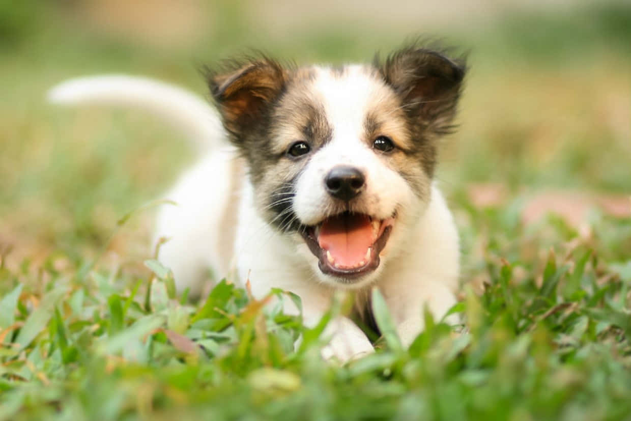 Foto de Cachorro Juguetón Fondos de pantalla
