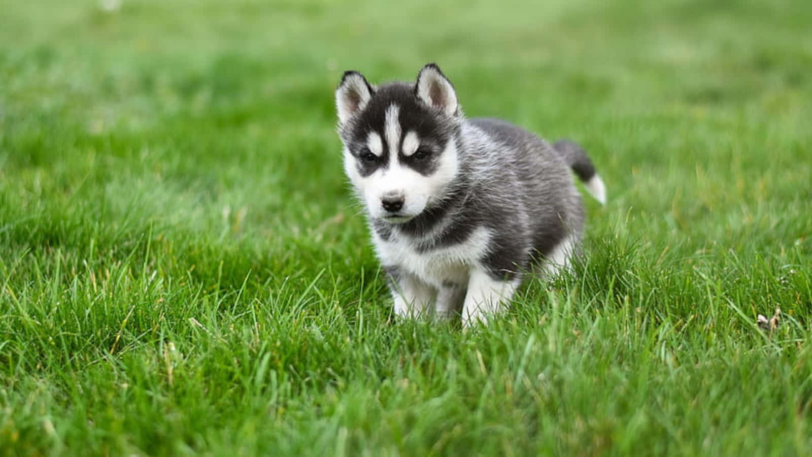Foto de Cachorro Husky Lindo Jugando en el Pasto Fondos de pantalla