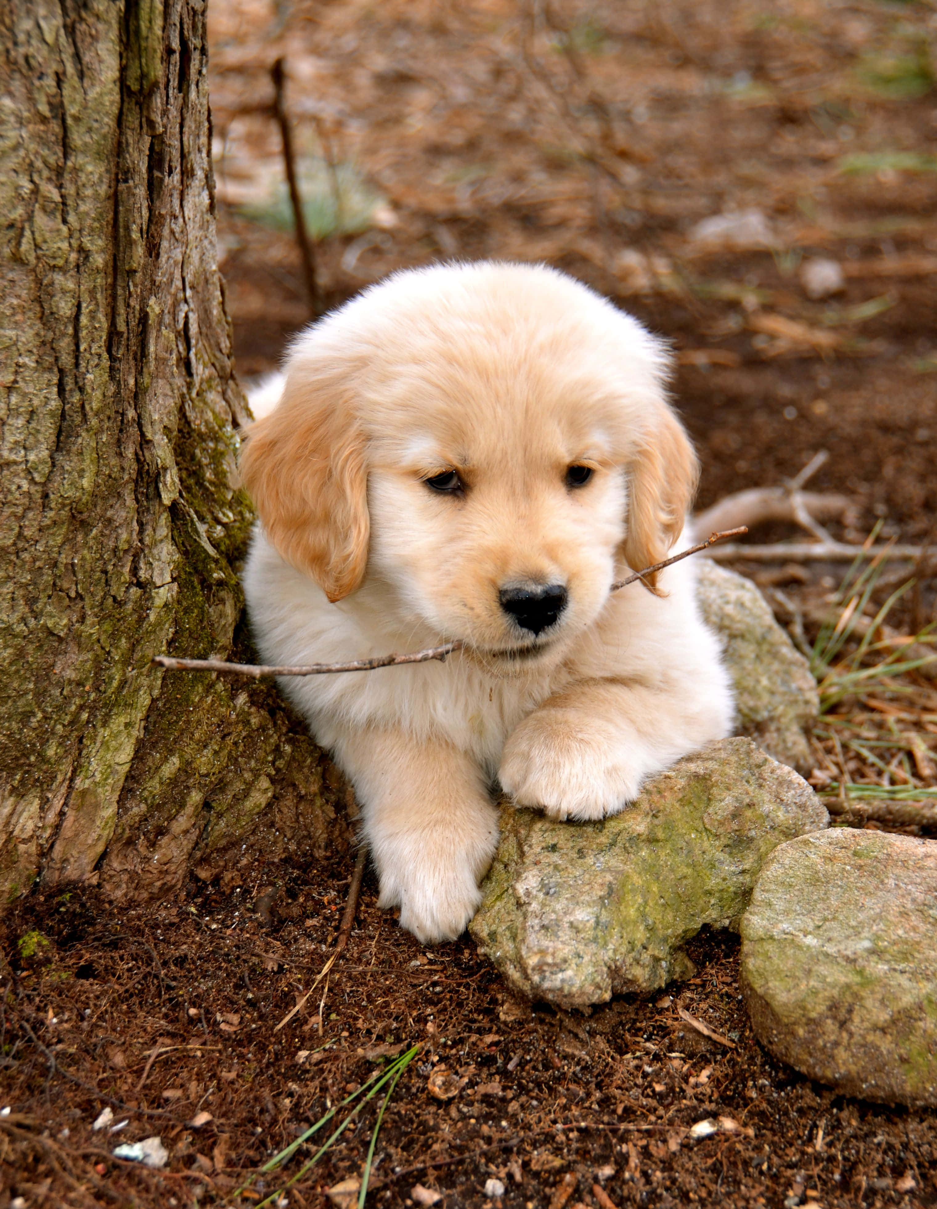 Foto de Cachorro Golden Retriever con Palo Fondos de pantalla