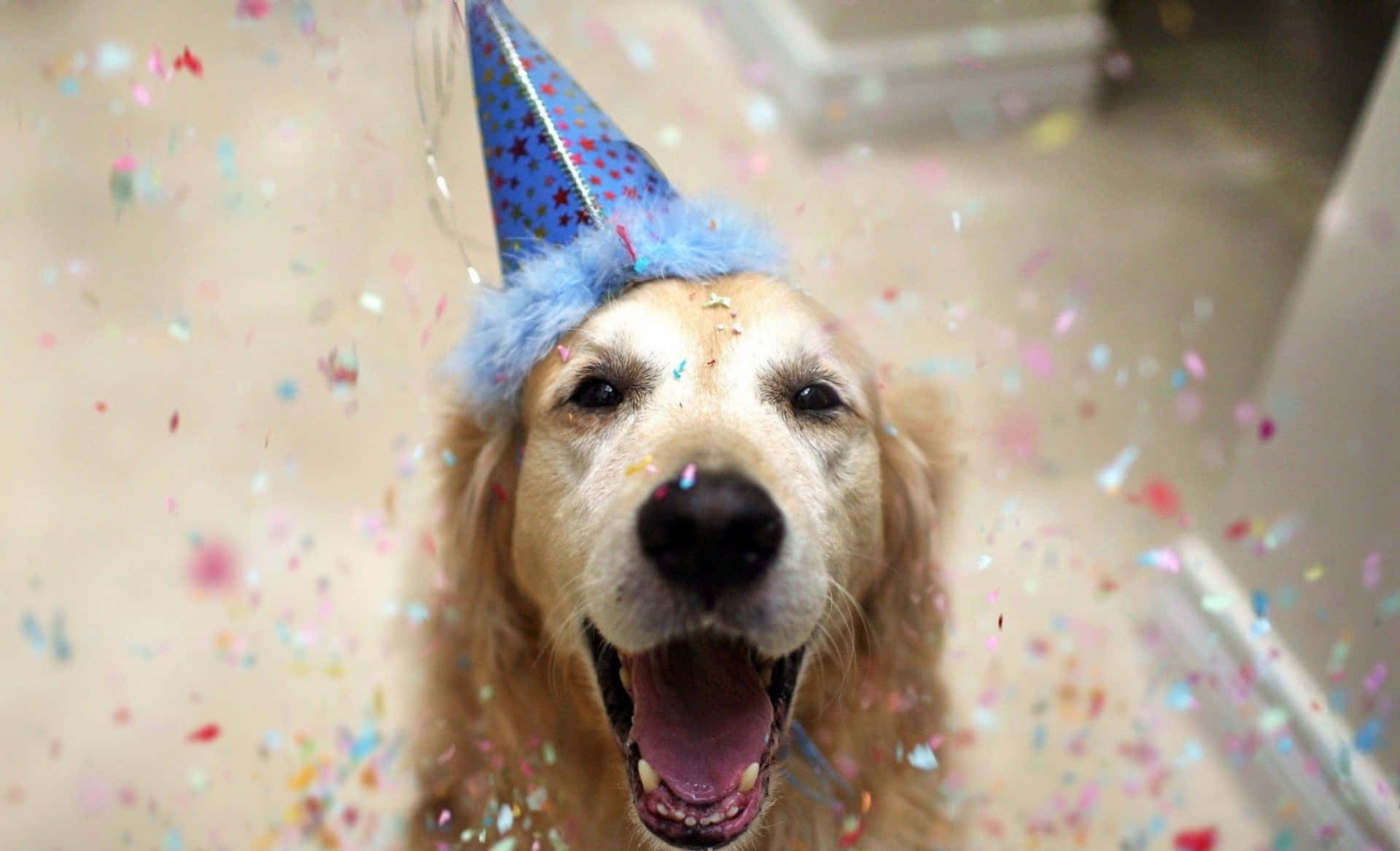 Foto de Cumpleaños Divertida y Adorable Fondos de pantalla