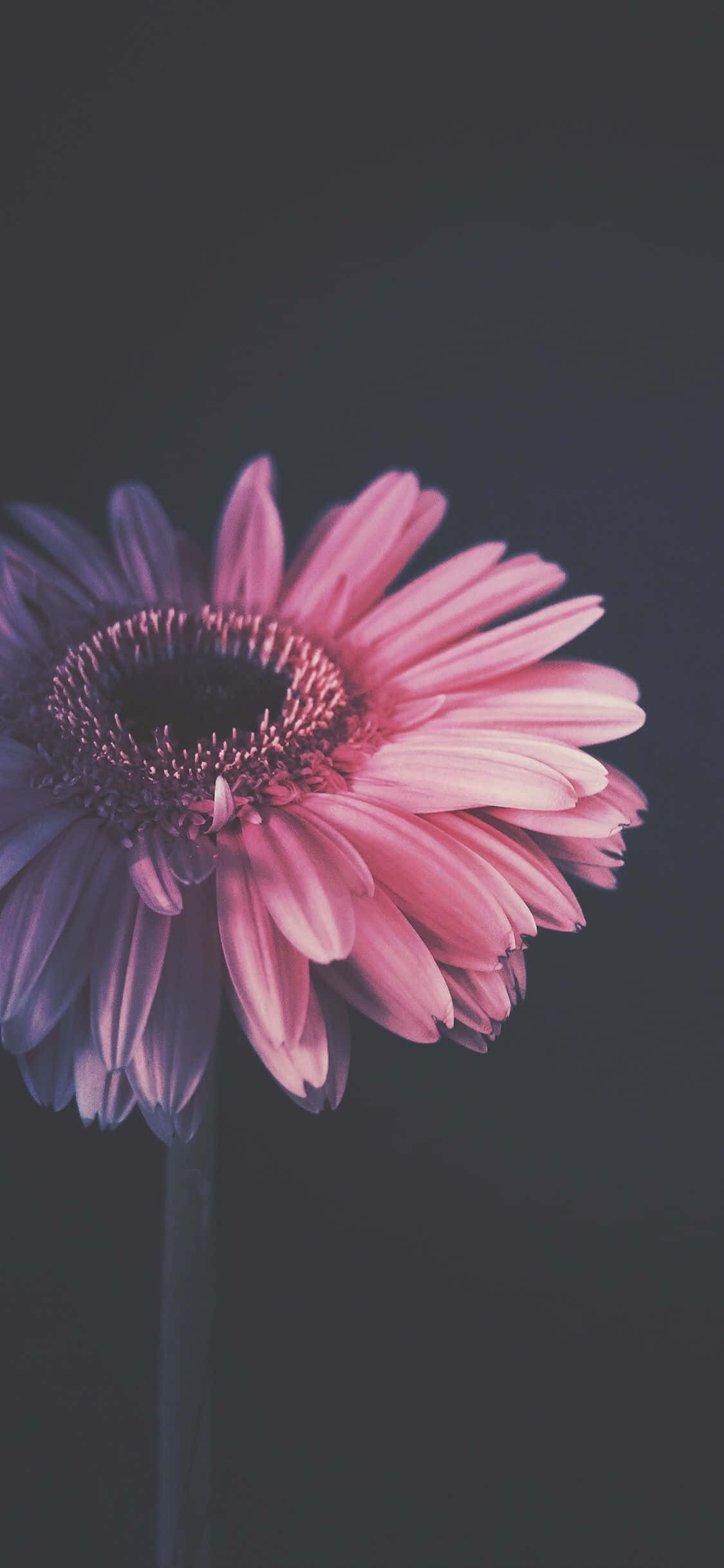 foto de flor iPhone Barberton Daisy fotografía oscura Fondos de pantalla