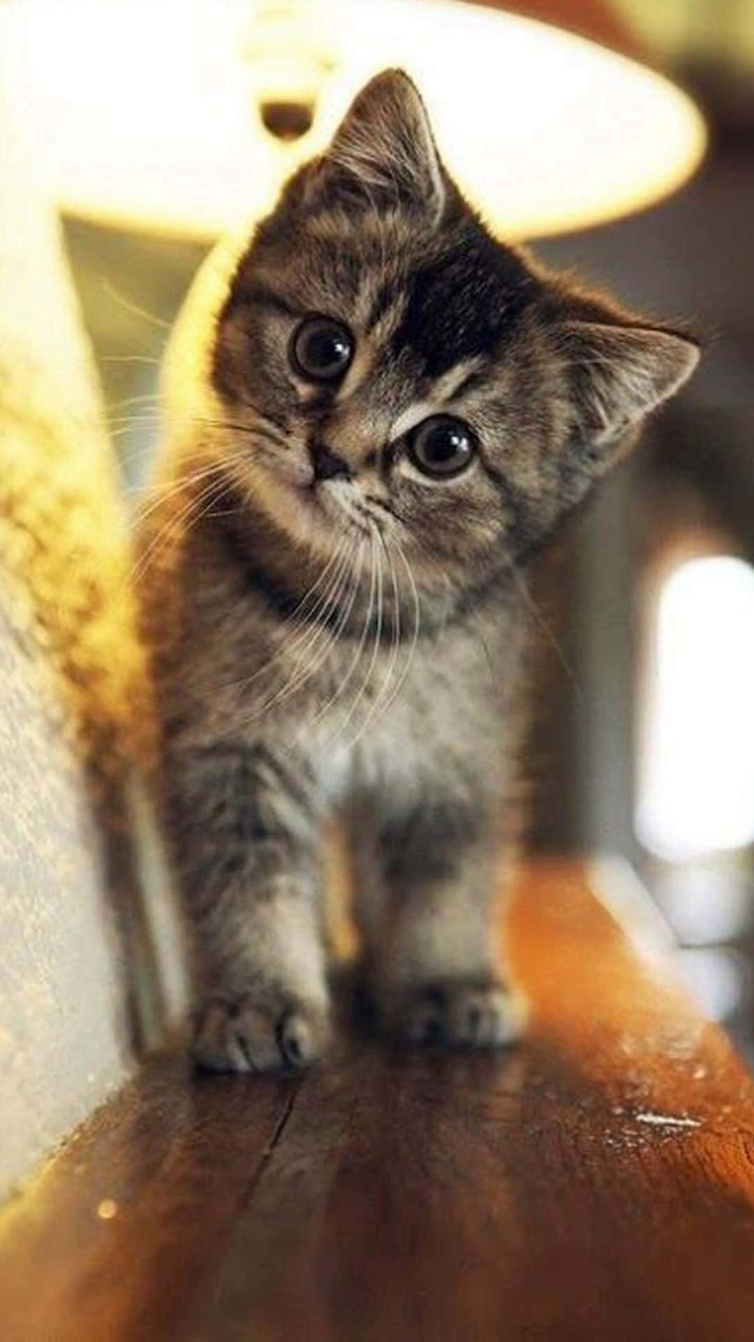 Foto de Gatito Atigrado Lindo Fondos de pantalla