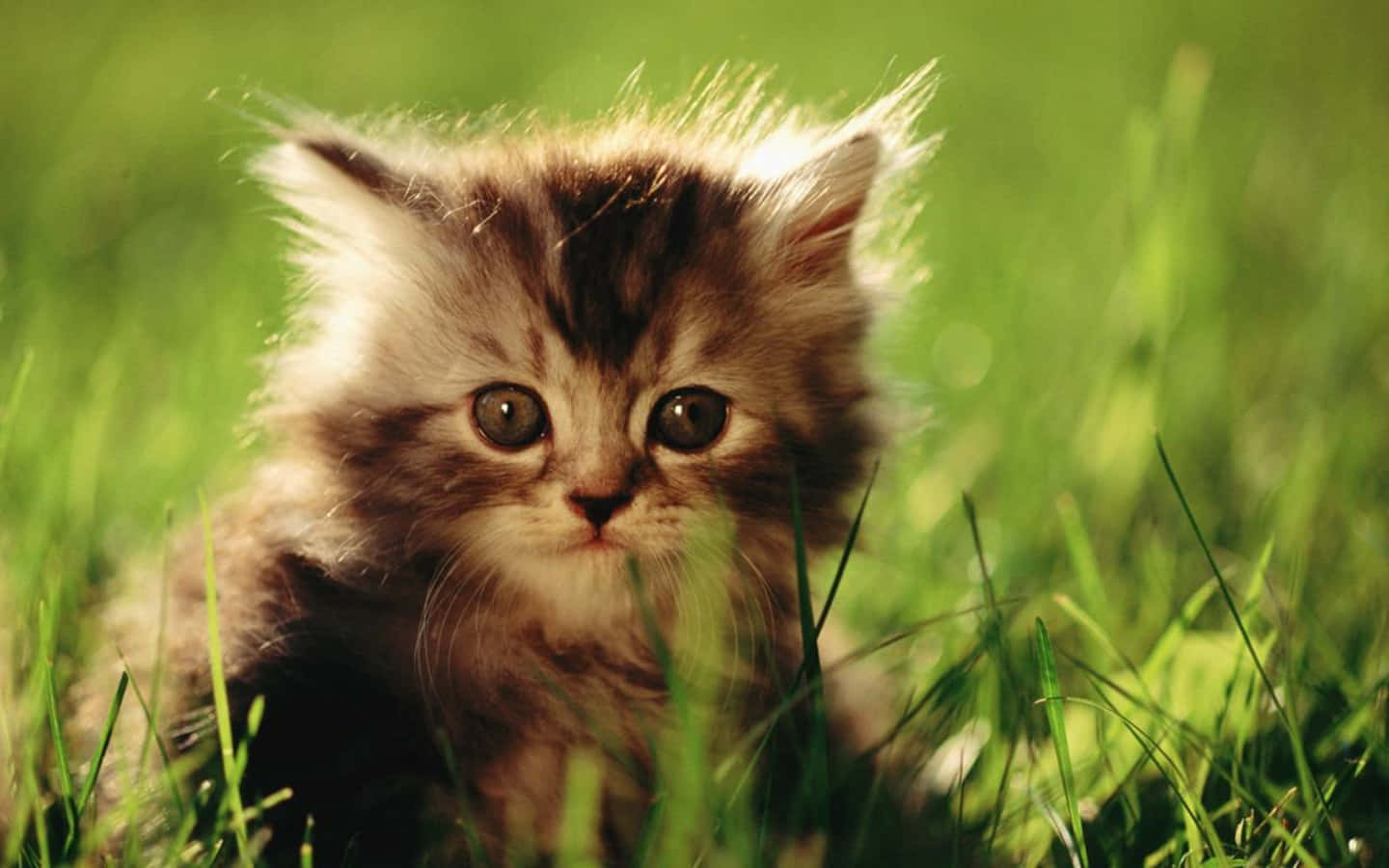 Foto de Gatito Persa Fondos de pantalla