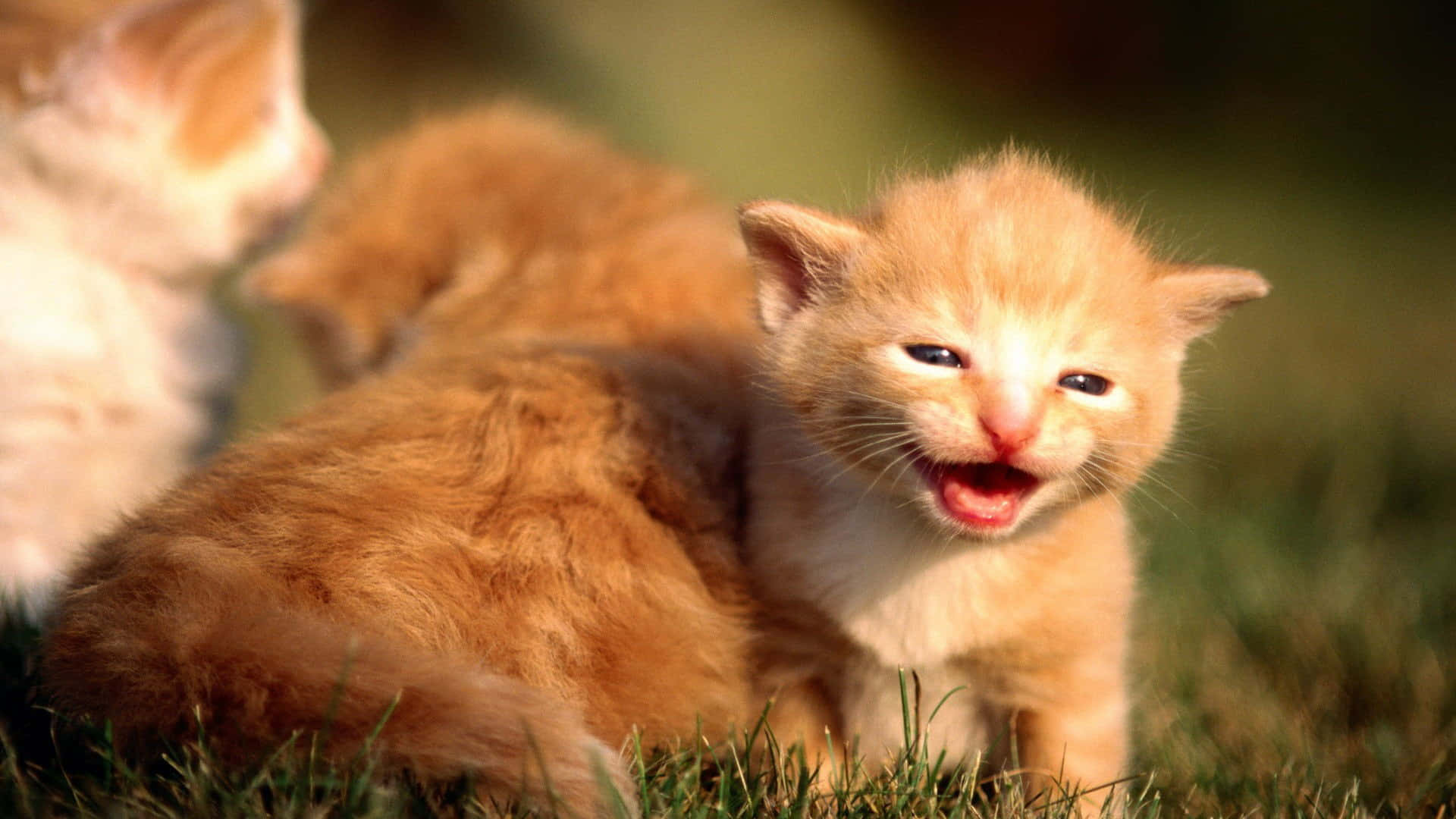 Foto de Gatitos Atigrados Fondos de pantalla