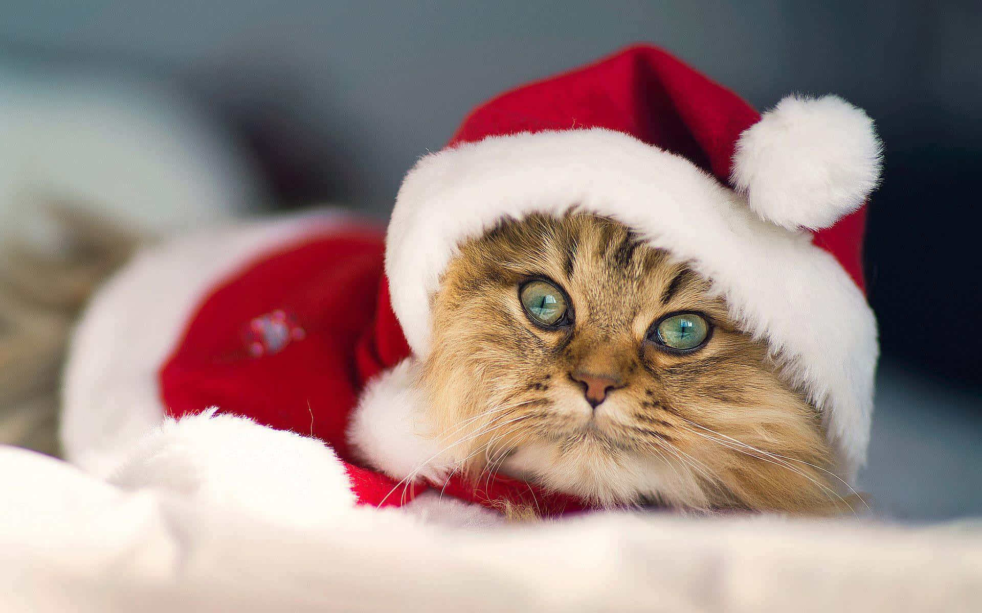 Foto de Gato Marrón Navideño Fondos de pantalla