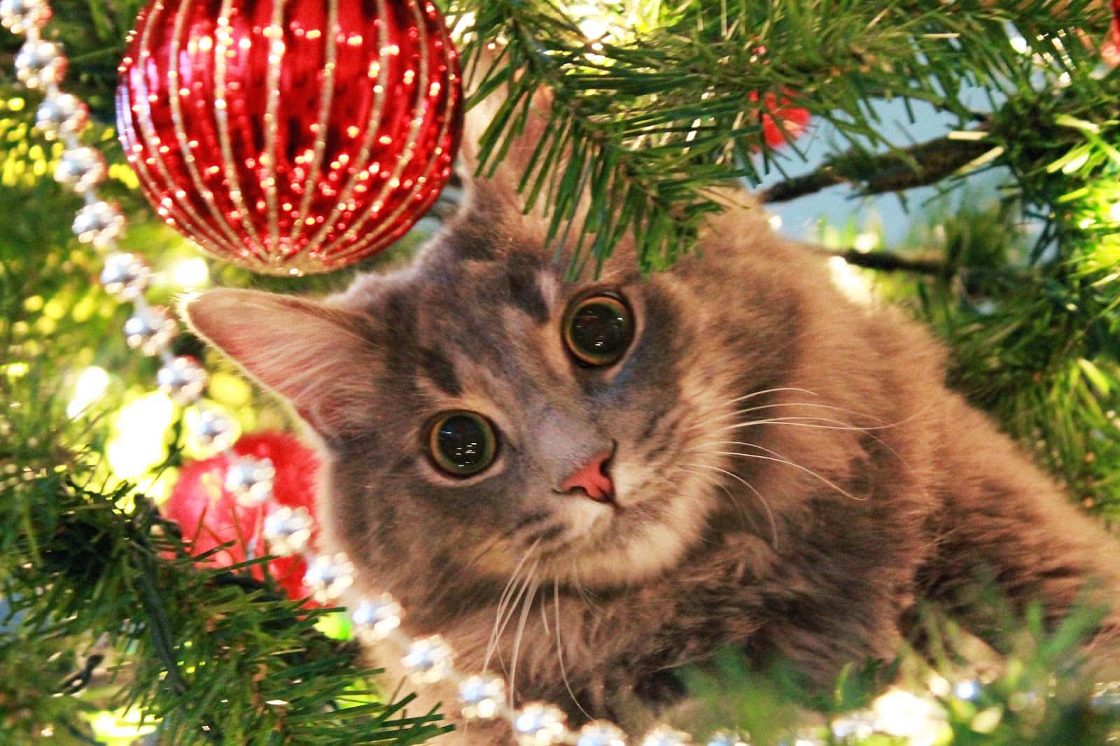 Foto de Gato Peludo Navideño Fondos de pantalla