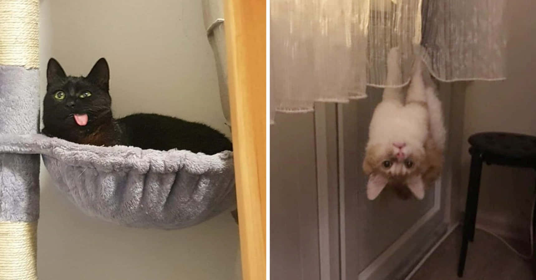 Foto de gatos divertidos y adorables Fondos de pantalla