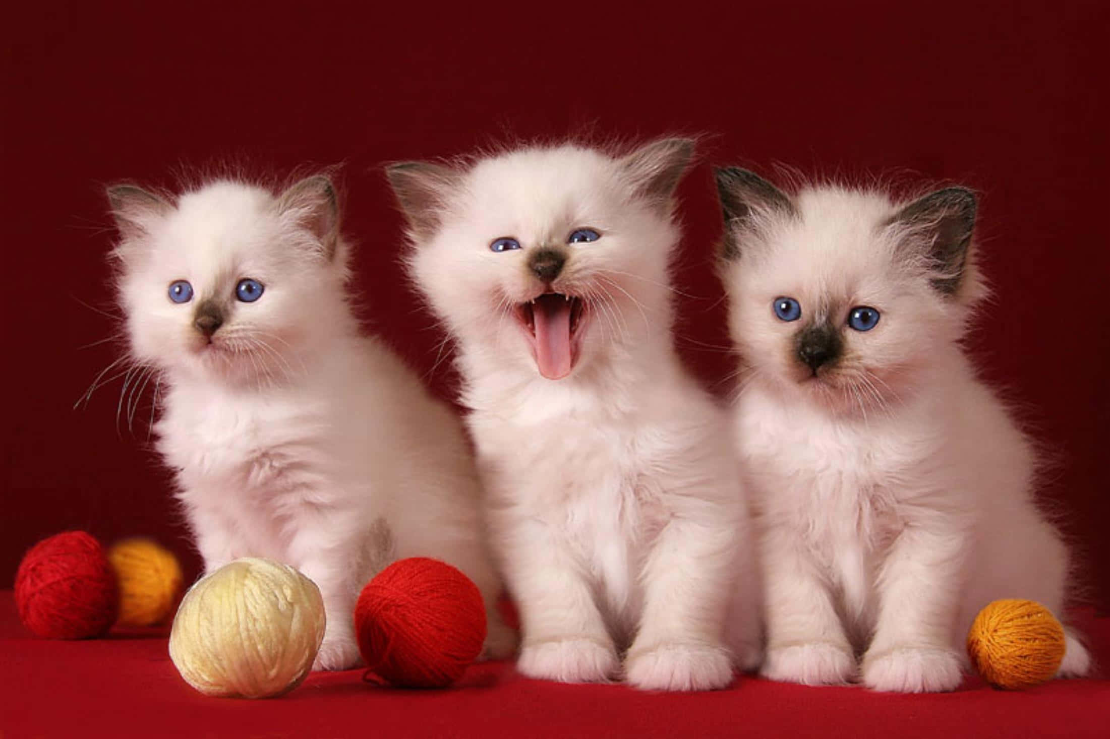 Foto de gatos lindos y divertidos Fondos de pantalla