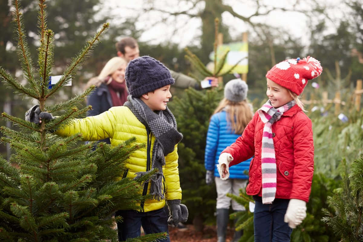 Foto de Granja de Árboles de Navidad Greenwood Fondos de pantalla