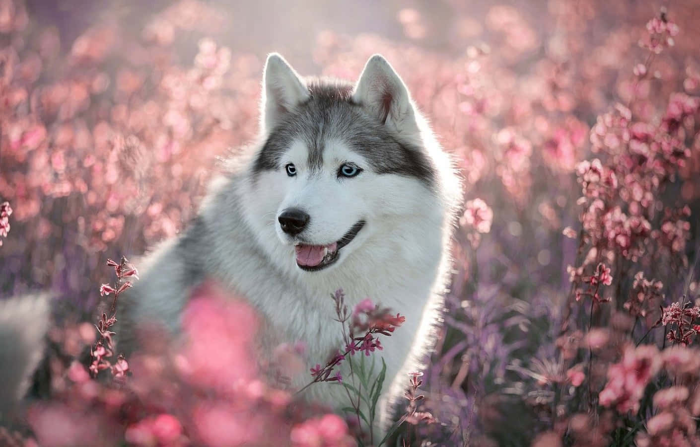 Foto de Husky Lindo con Flores Rosas Fondos de pantalla