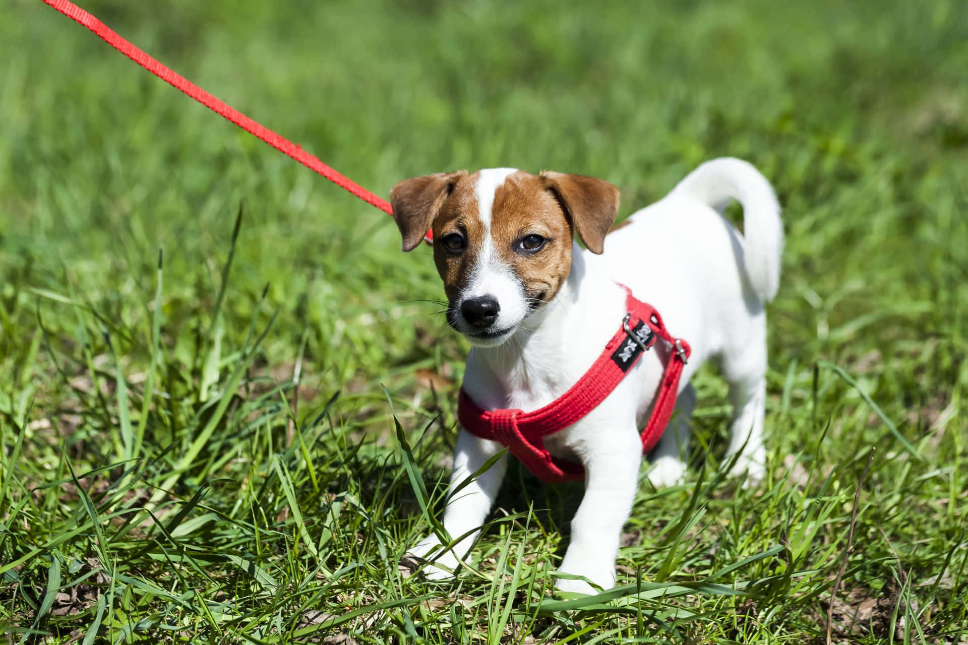 Foto de Jack Russell Terrier con Arnés para Perros Pequeños Fondos de pantalla