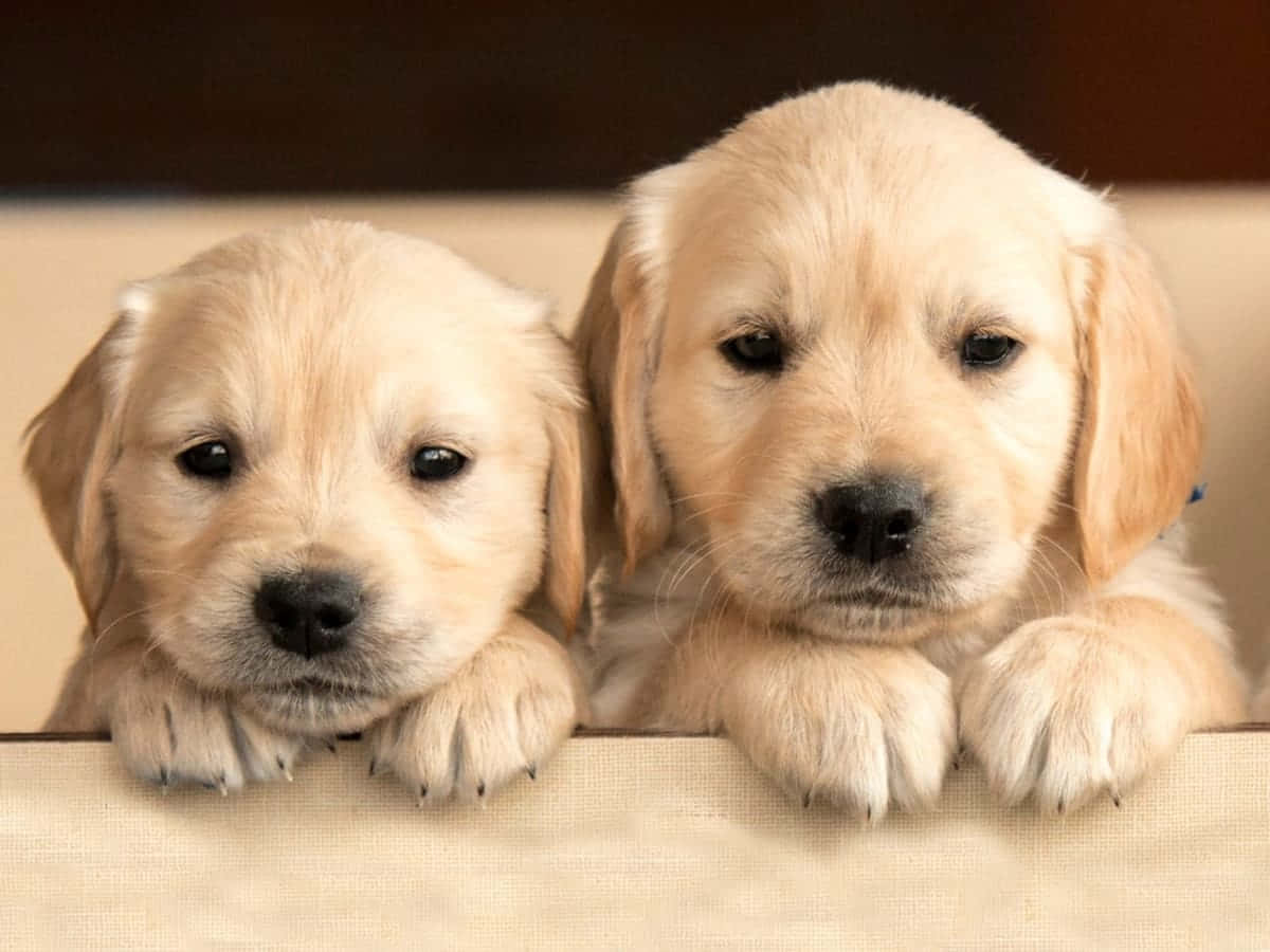 Foto de Labrador Retriever Perro Lindo Fondos de pantalla