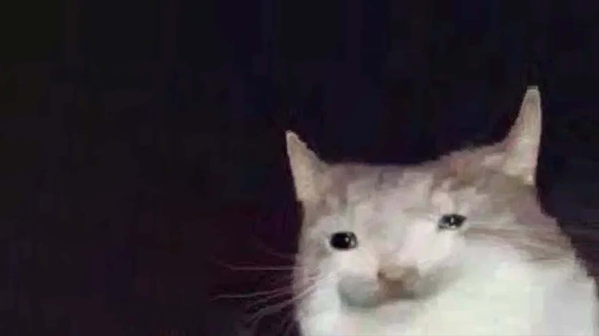 Foto de memes de gato deformado Fondos de pantalla
