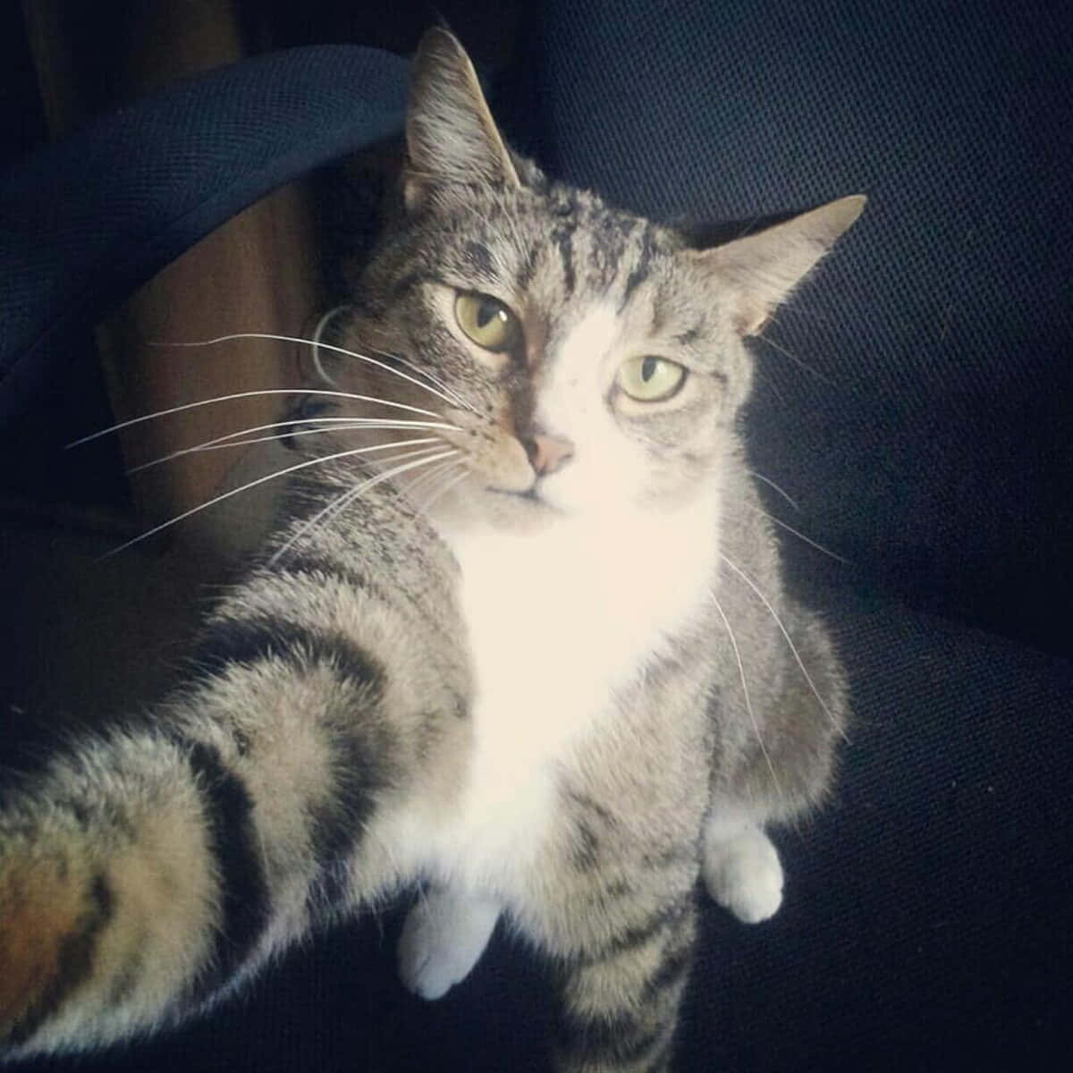 Foto de perfil divertida de gato selfie para Discord Fondos de pantalla
