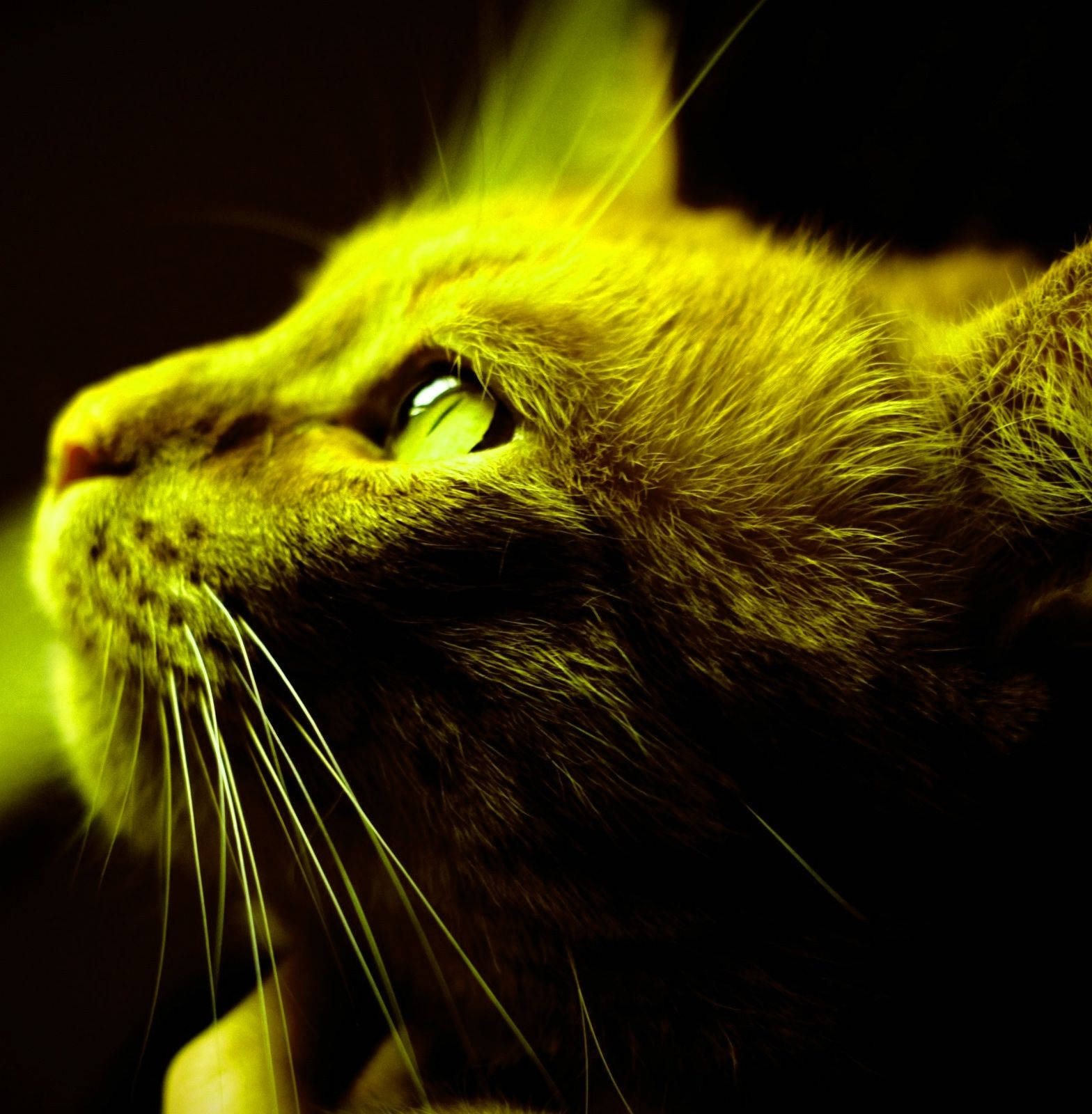 Foto de Perfil Retrato de Gato Amarillo Fondos de pantalla