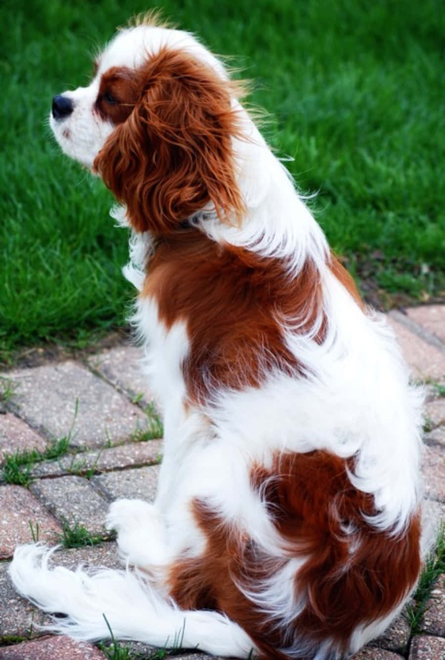 Foto de Perro Cavalier King Charles Spaniel Fondos de pantalla