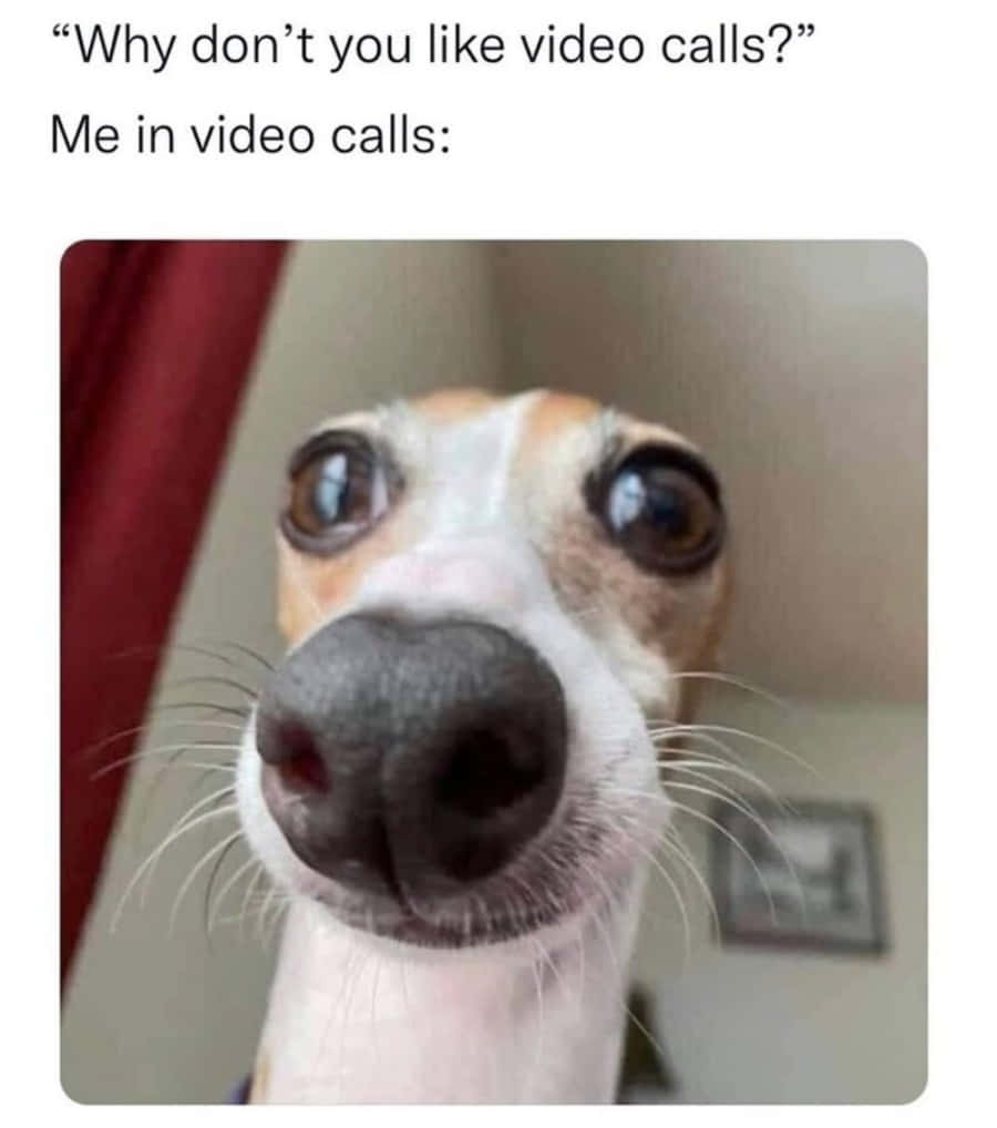 Foto de Perro Ojos Grandes para Meme Fondos de pantalla