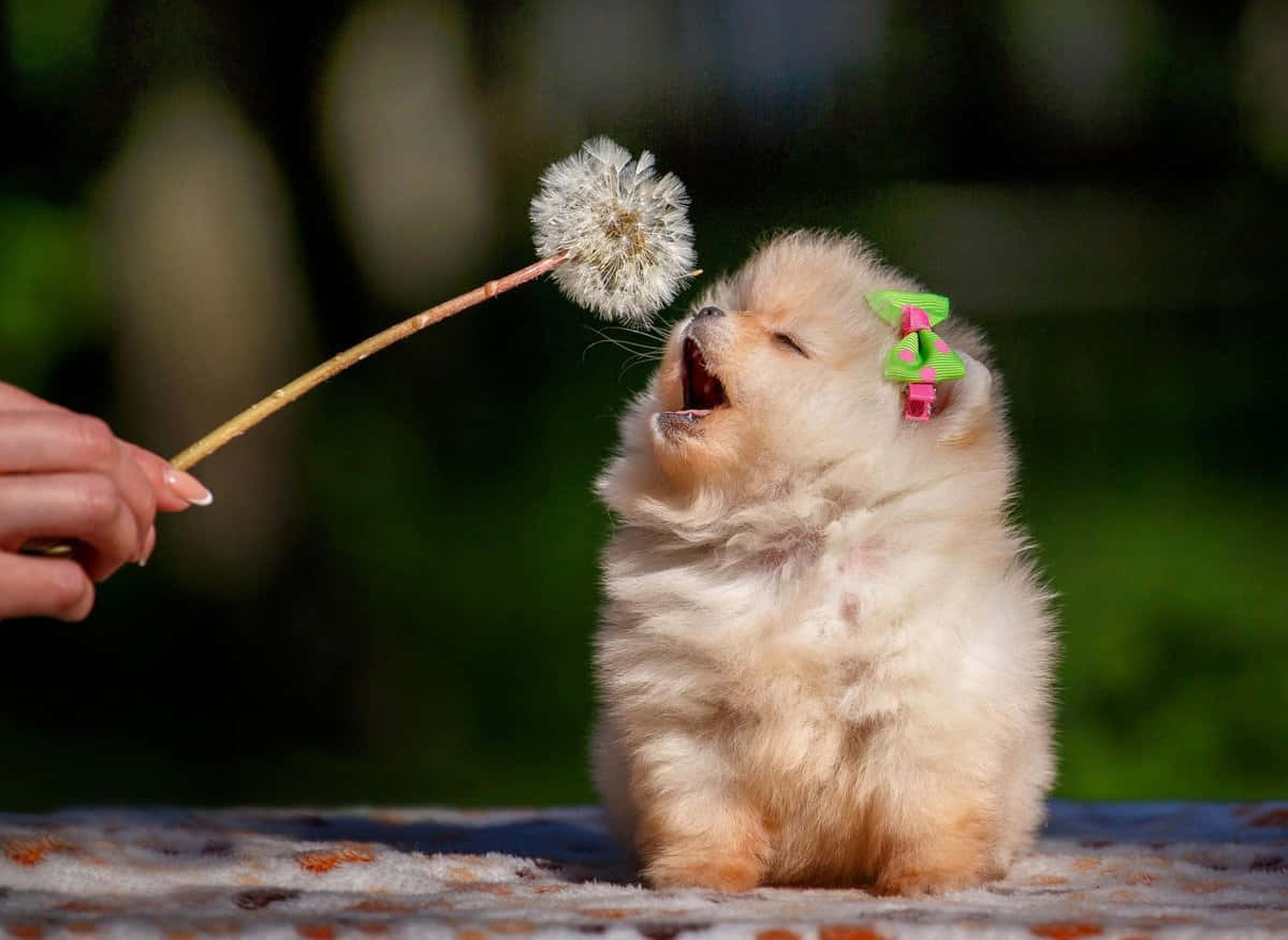 Foto de Perro Pomerania Lindo Fondos de pantalla