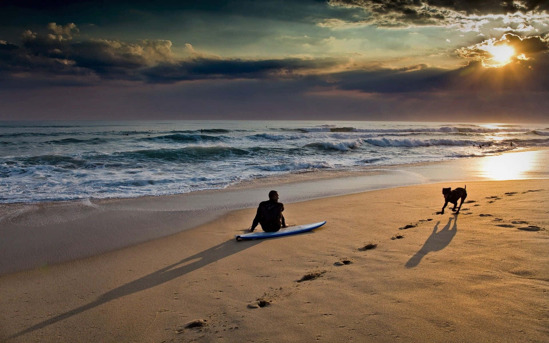 Foto de perro surfista en playa al atardecer Fondos de pantalla