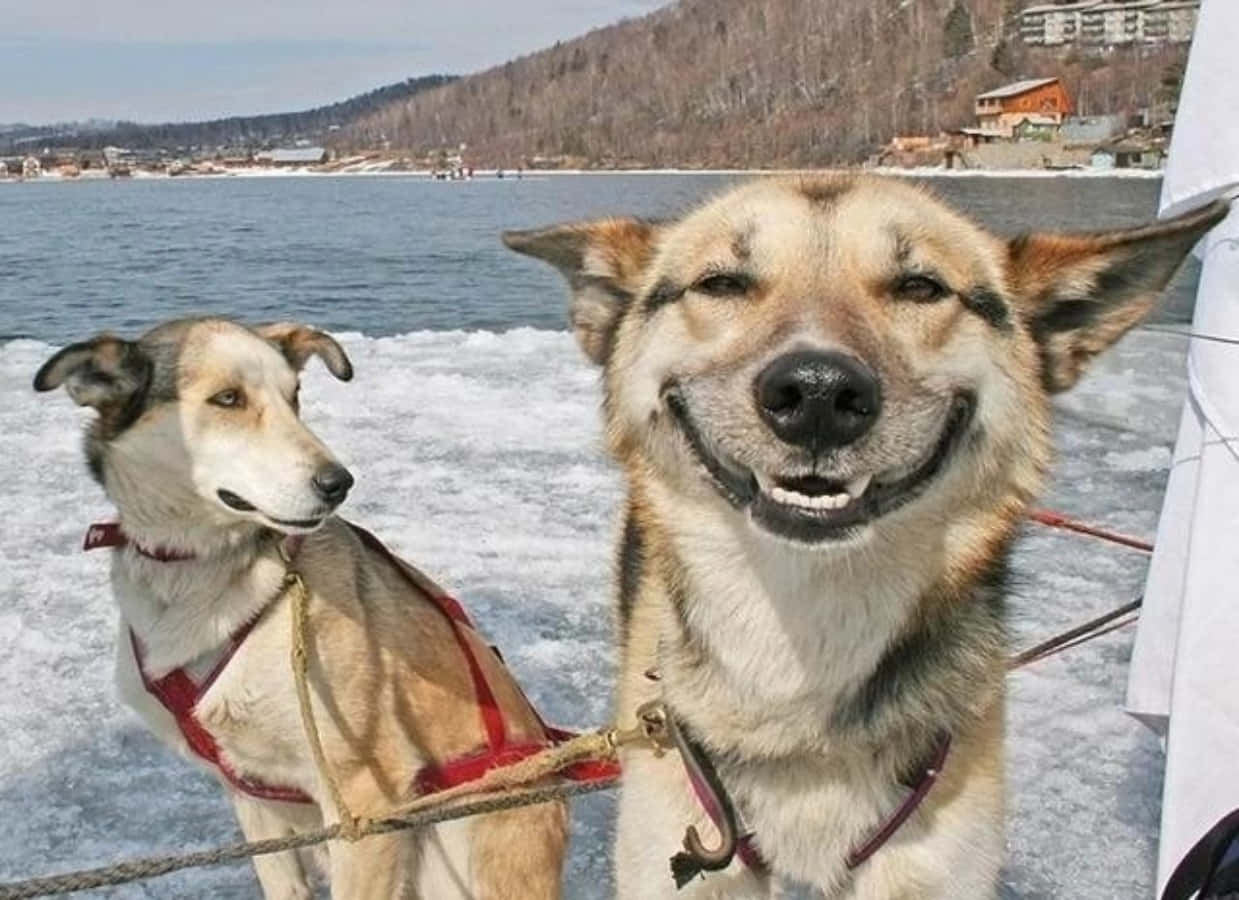 Foto de perros lindos y divertidos sonriendo Fondos de pantalla