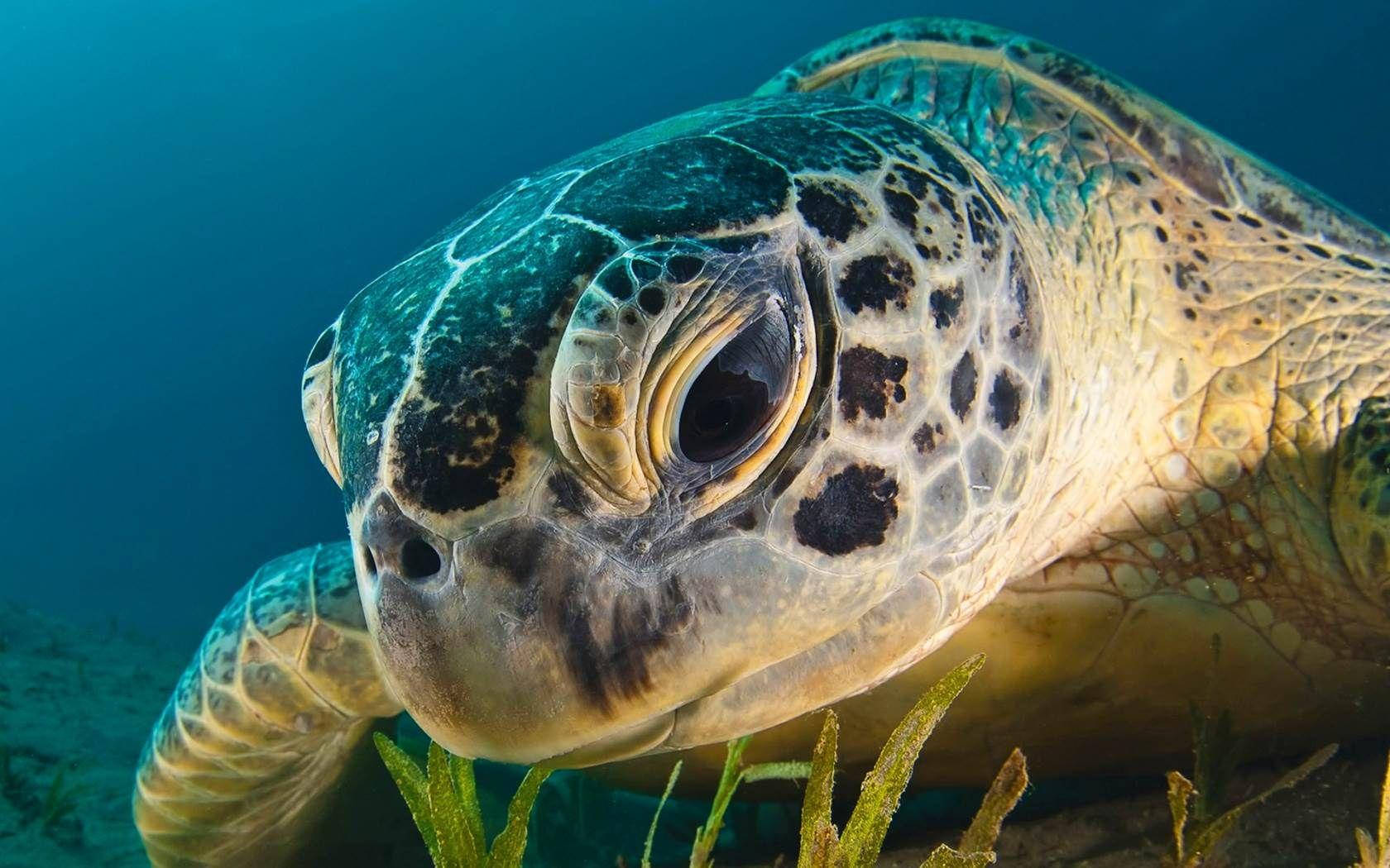 Foto de primer plano de una tortuga marina Fondos de pantalla