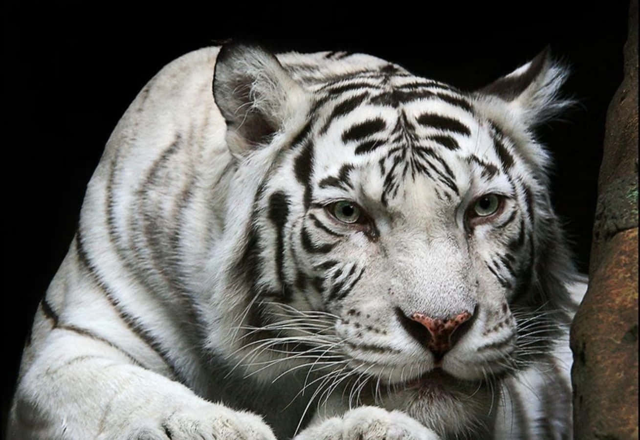 Foto de tigre blanco curioso y tierno Fondos de pantalla
