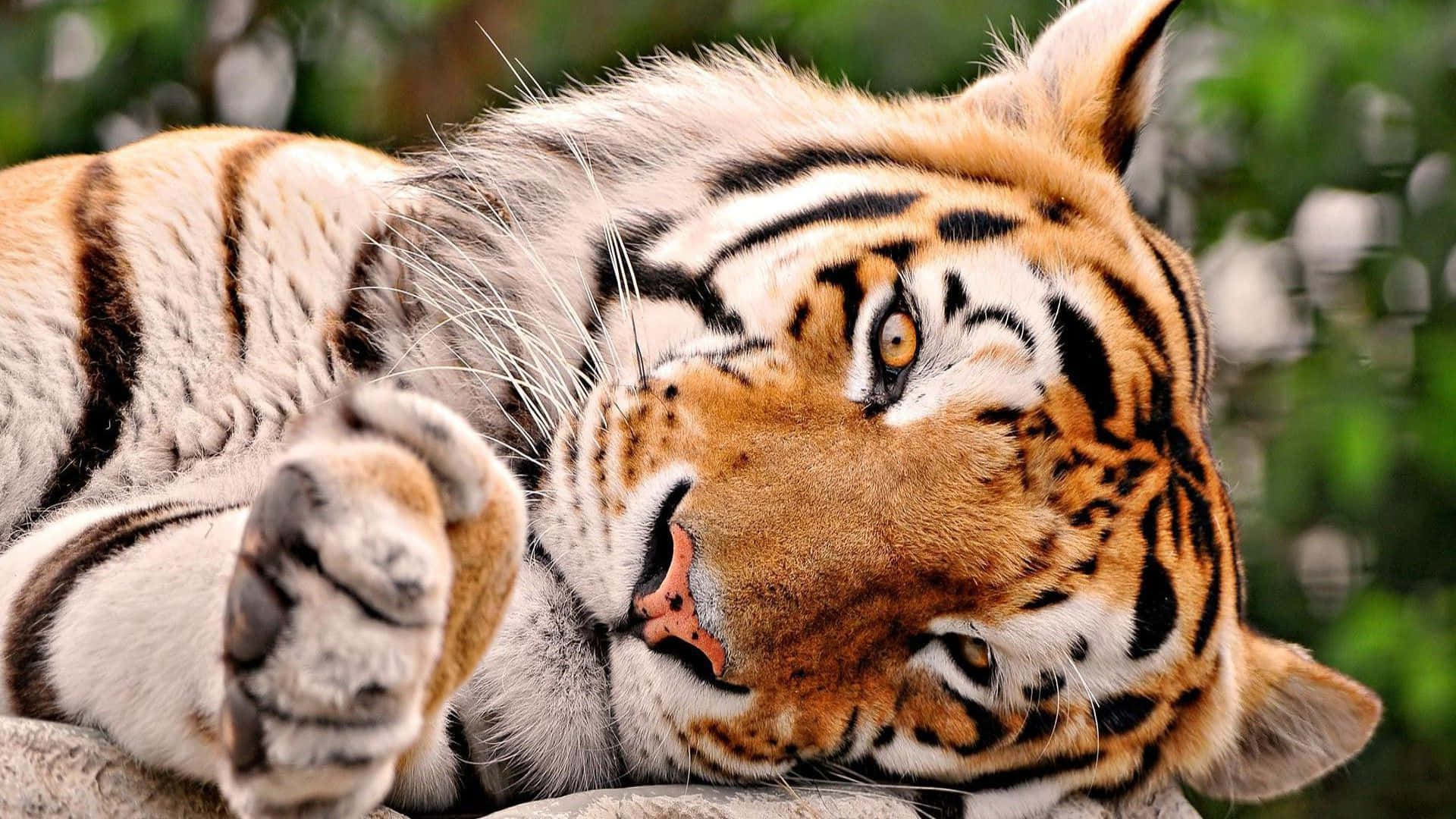 Foto de Tigre Tierno en Pose de Sueño Fondos de pantalla