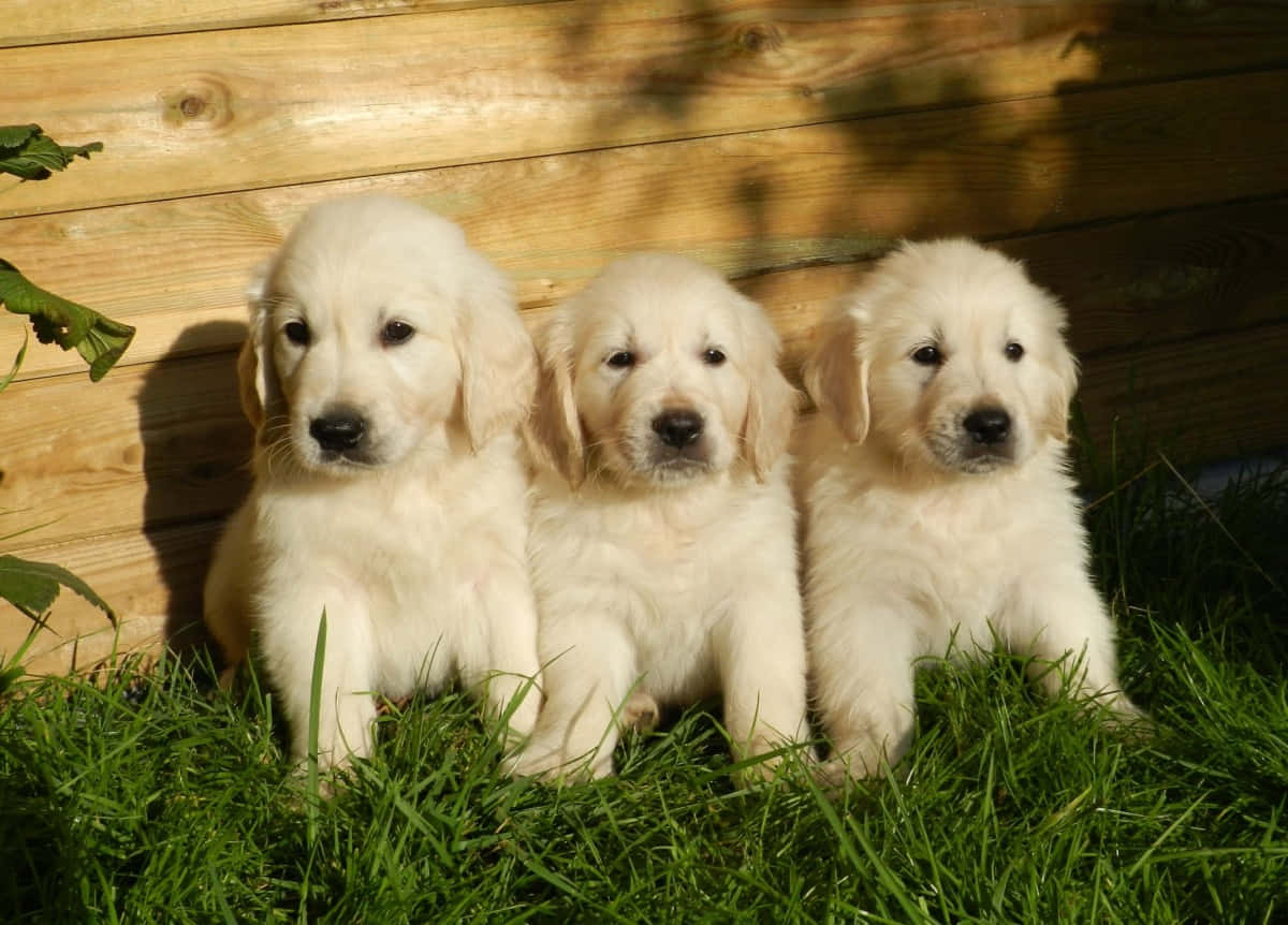 Foto de trillizos de cachorros Golden Retriever Fondos de pantalla