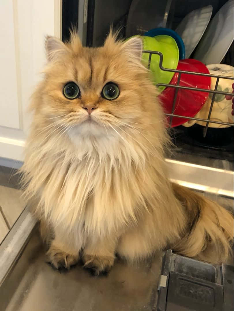Foto de un gato persa mimado Fondos de pantalla