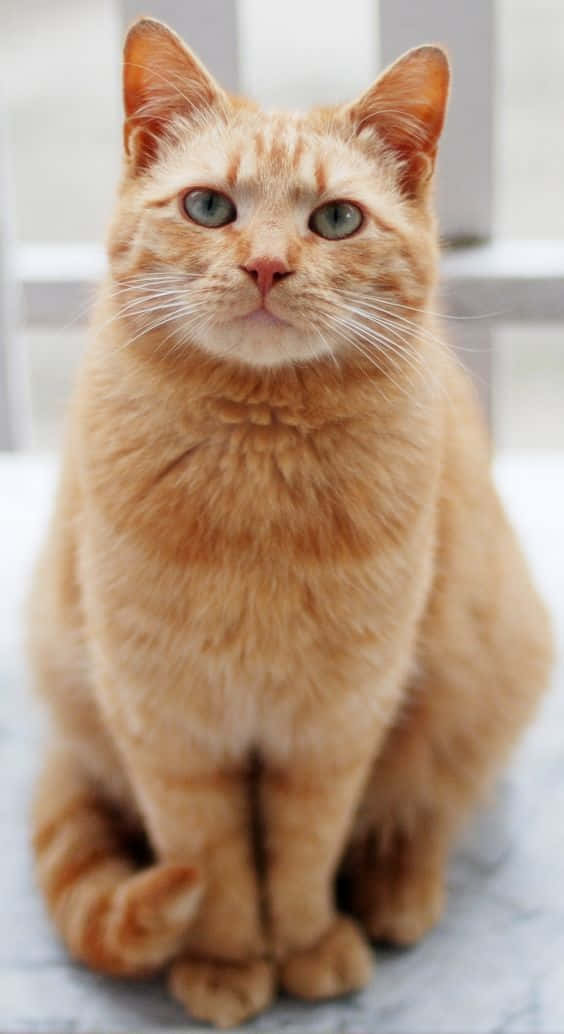 Foto de un precioso gato naranja Fondos de pantalla