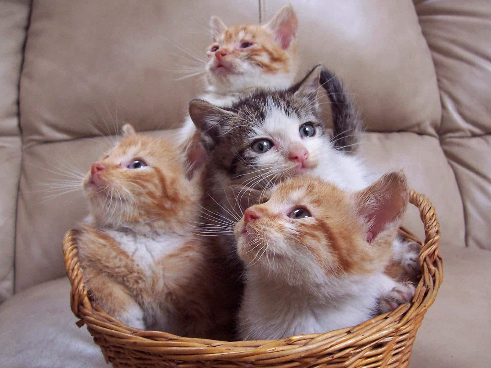 Foto de una canasta de gatos adorables Fondos de pantalla