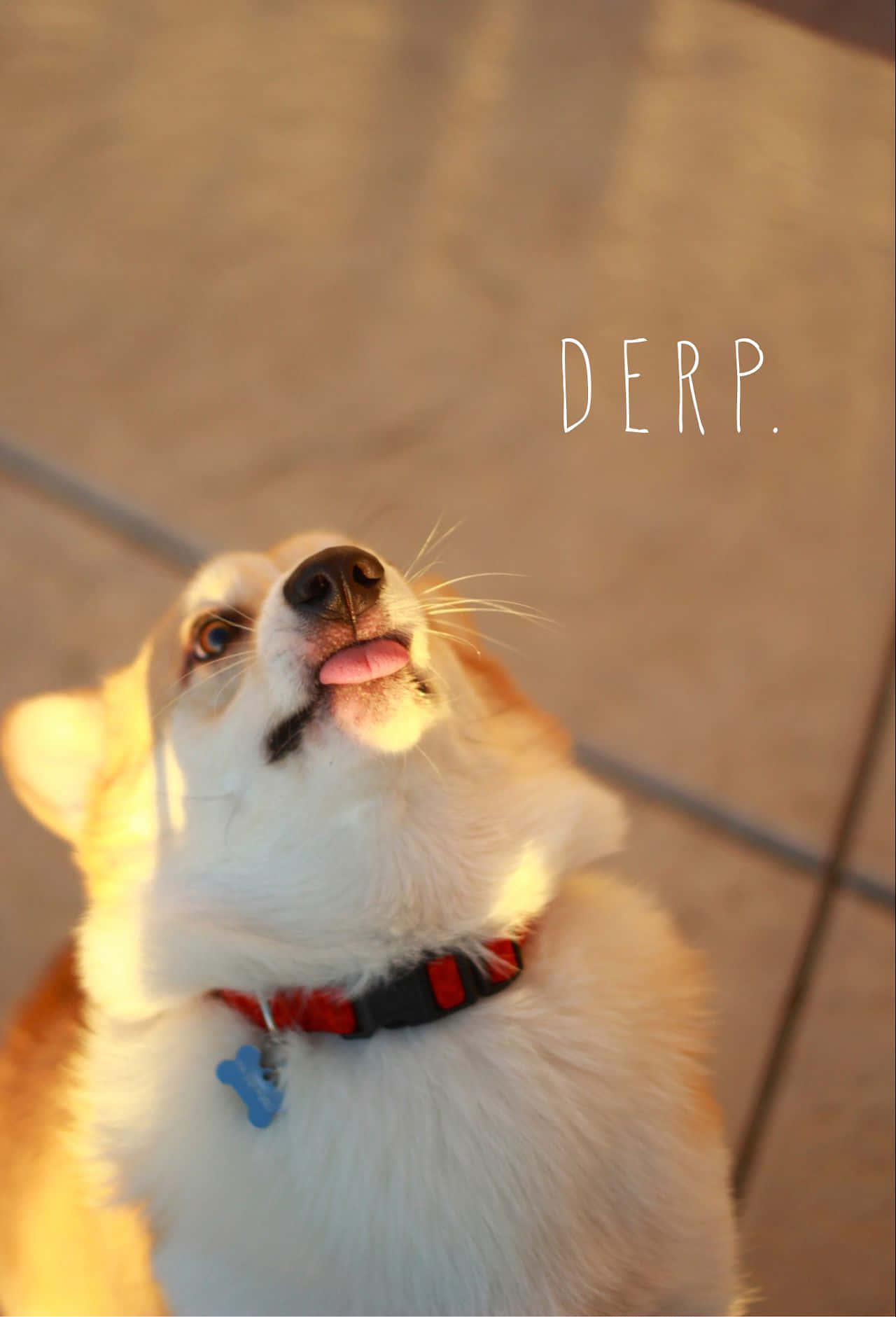 Foto divertida de un Corgi con la lengua afuera en la hora dorada Fondos de pantalla