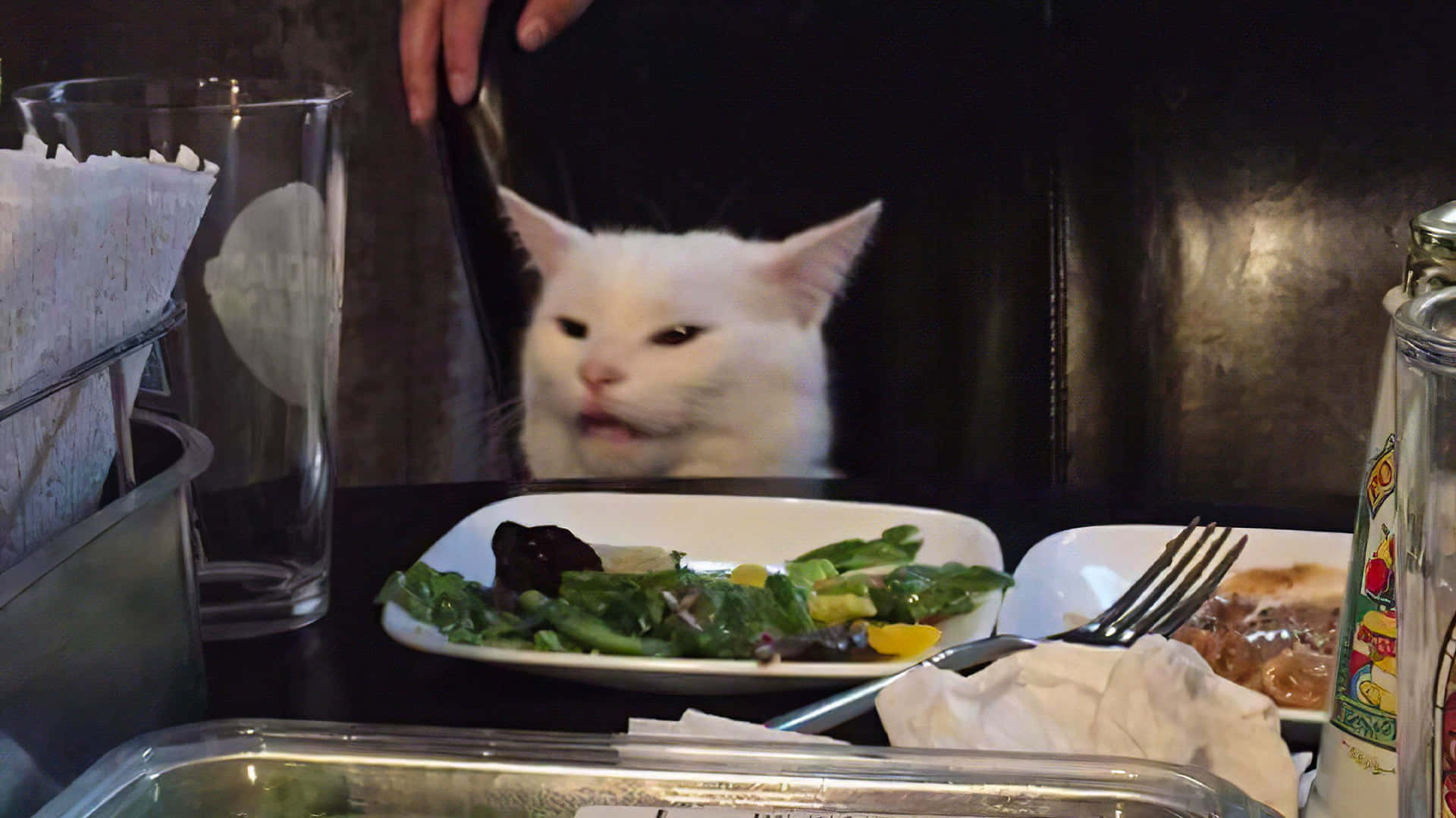 Foto divertida de un gato meme en una mesa de comedor Fondos de pantalla