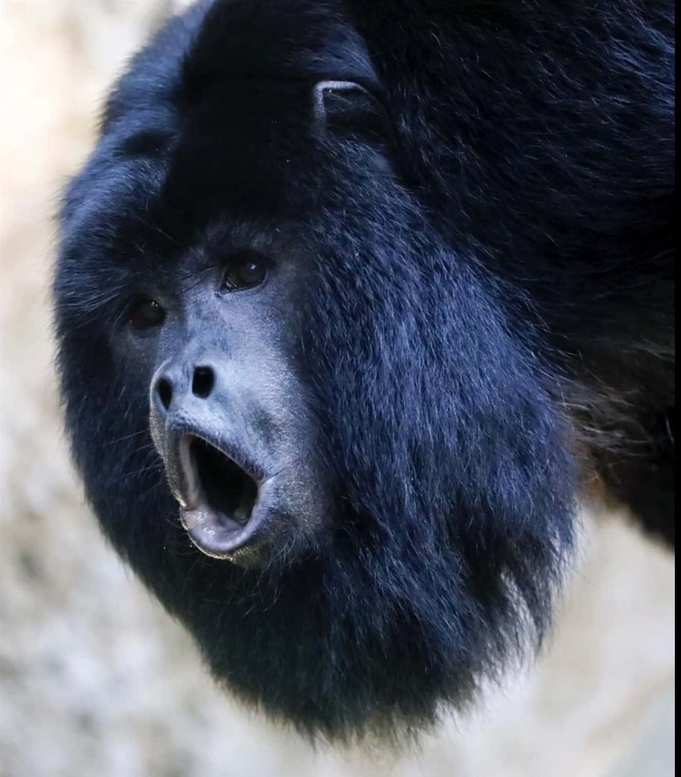 Foto divertida de mono aullador negro con cara graciosa Fondos de pantalla