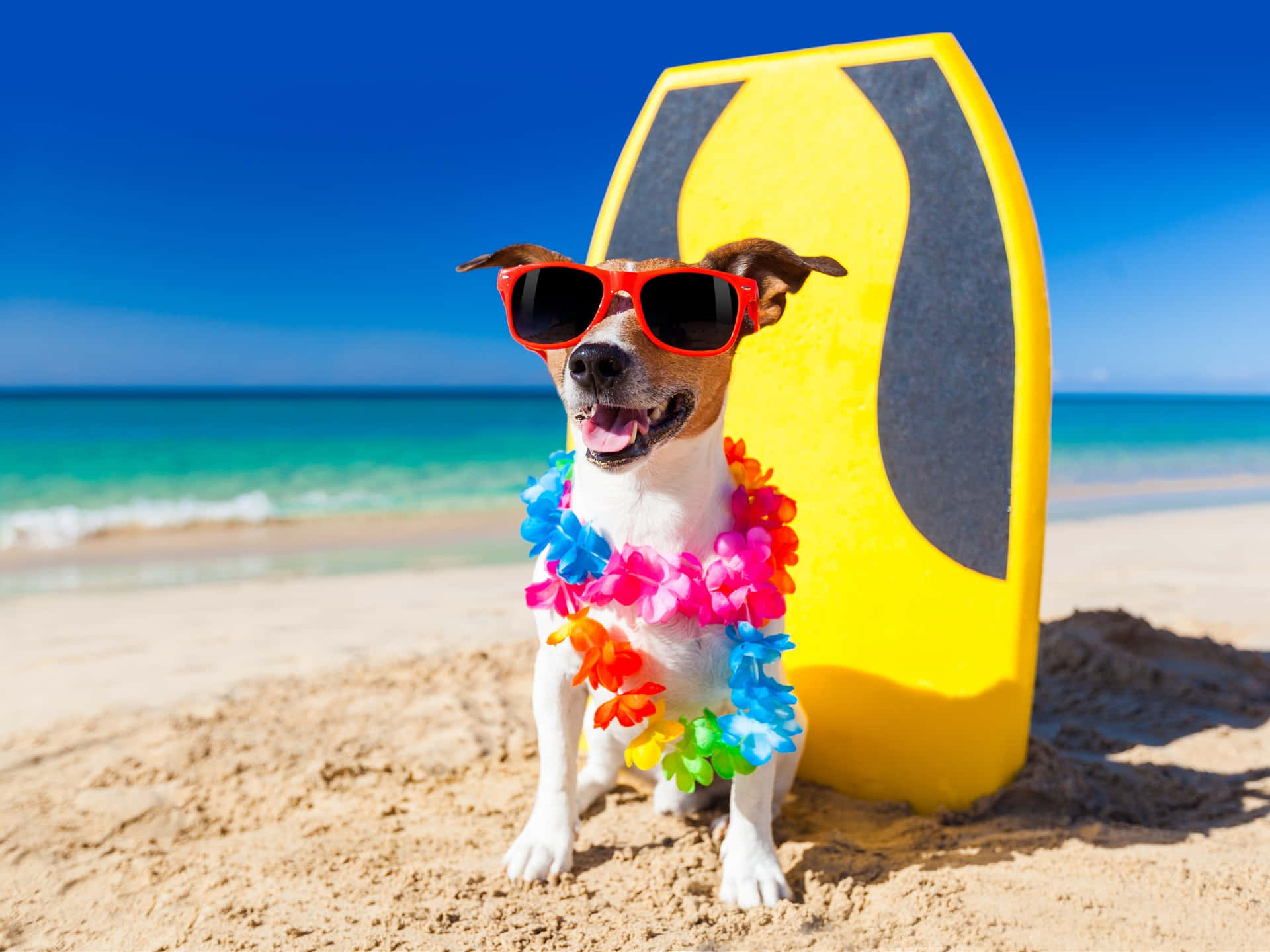 Foto divertida de un perro en la playa con collar de flores Fondos de pantalla