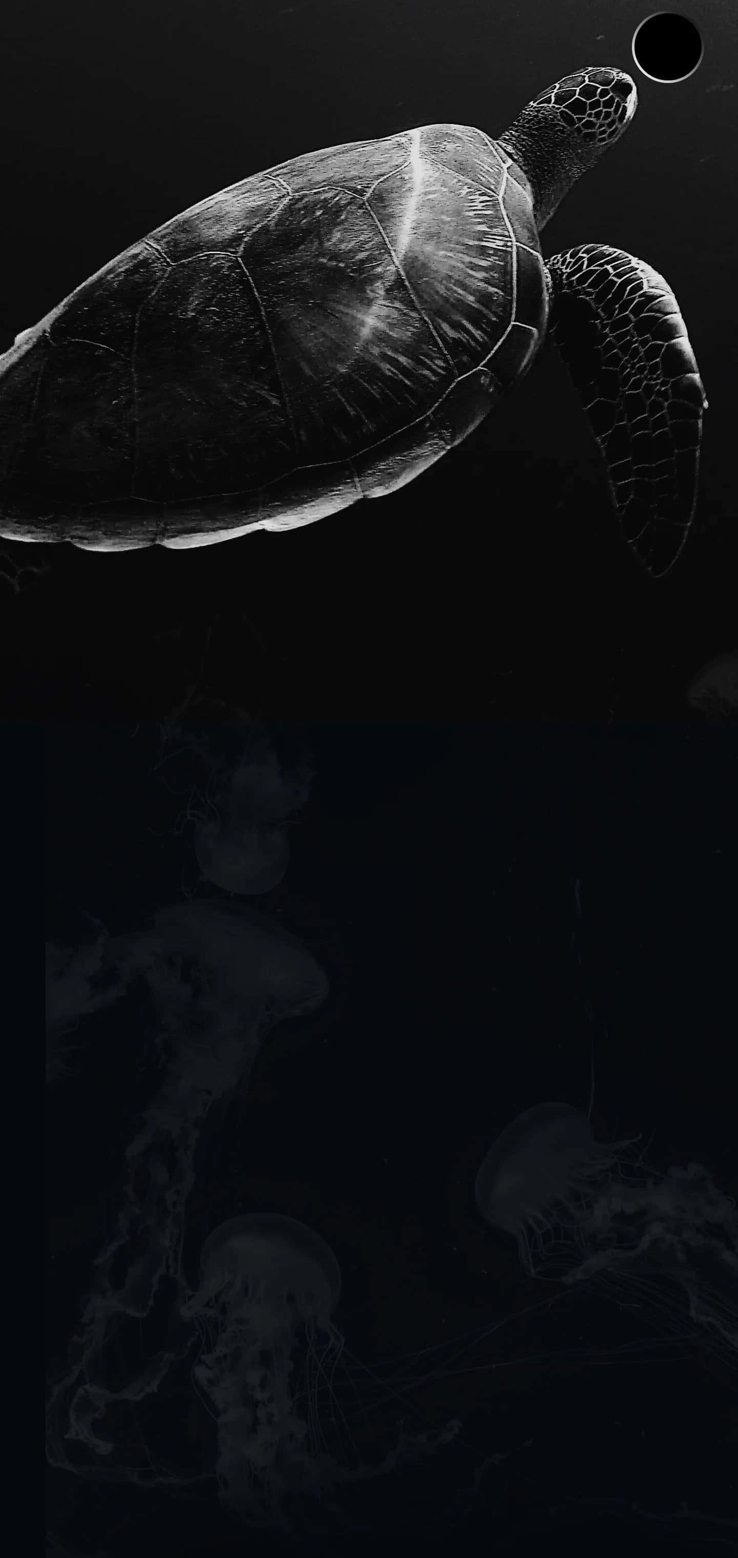 foto en blanco y negro de una tortuga y una medusa Fondos de pantalla