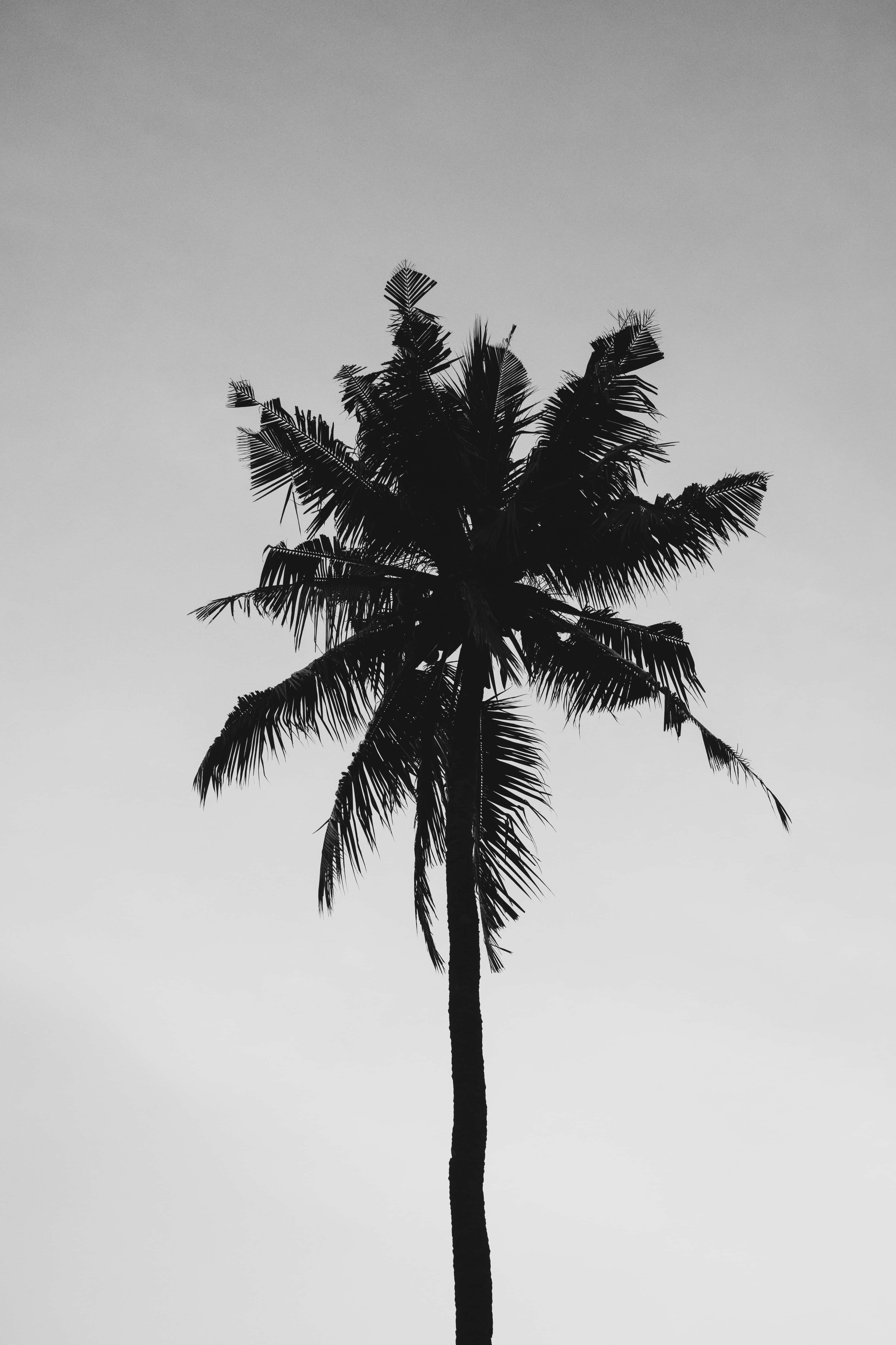 foto en blanco y negro de una palmera Fondos de pantalla