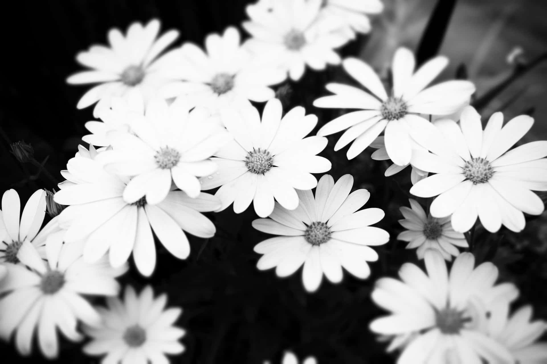 foto en blanco y negro de margaritas Fondos de pantalla