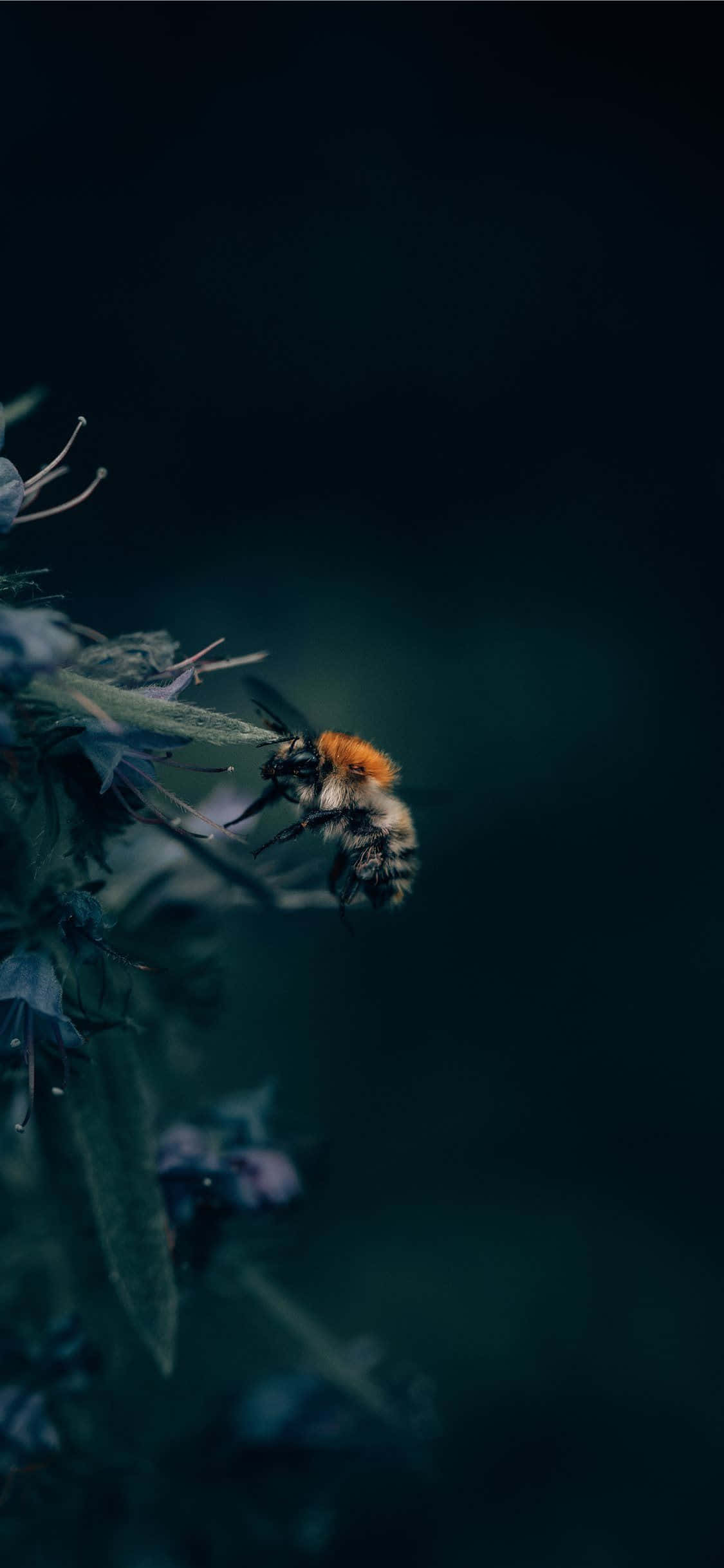 Foto estética de abeja para iPhone Fondos de pantalla