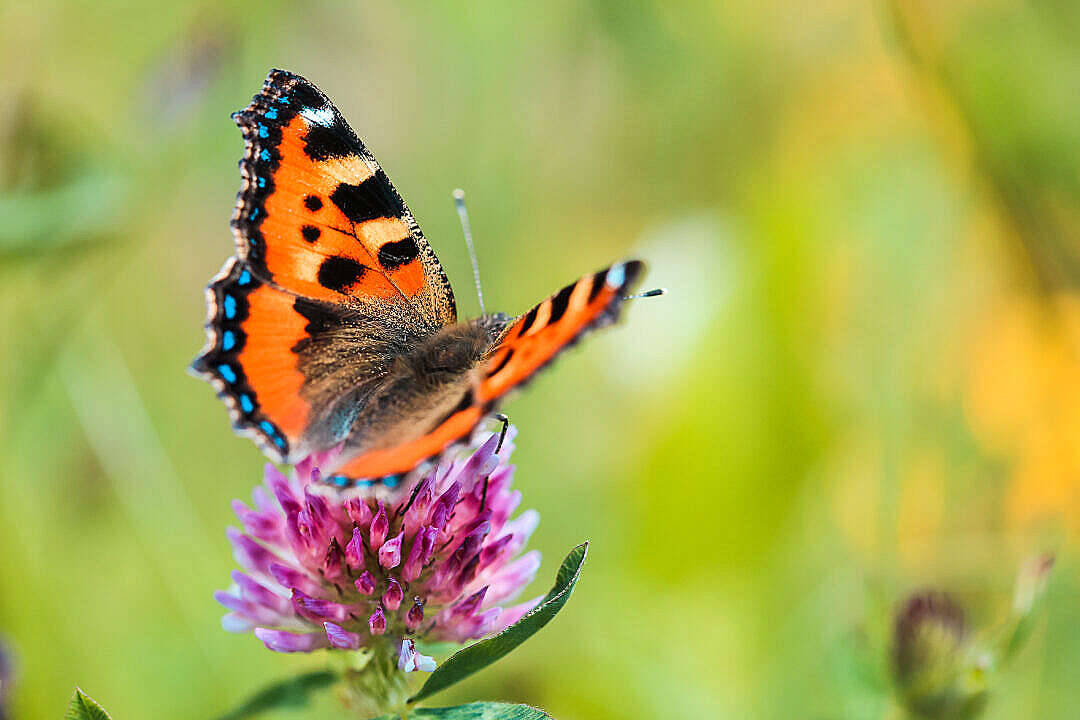 Foto Estética de Mariposa Fondos de pantalla