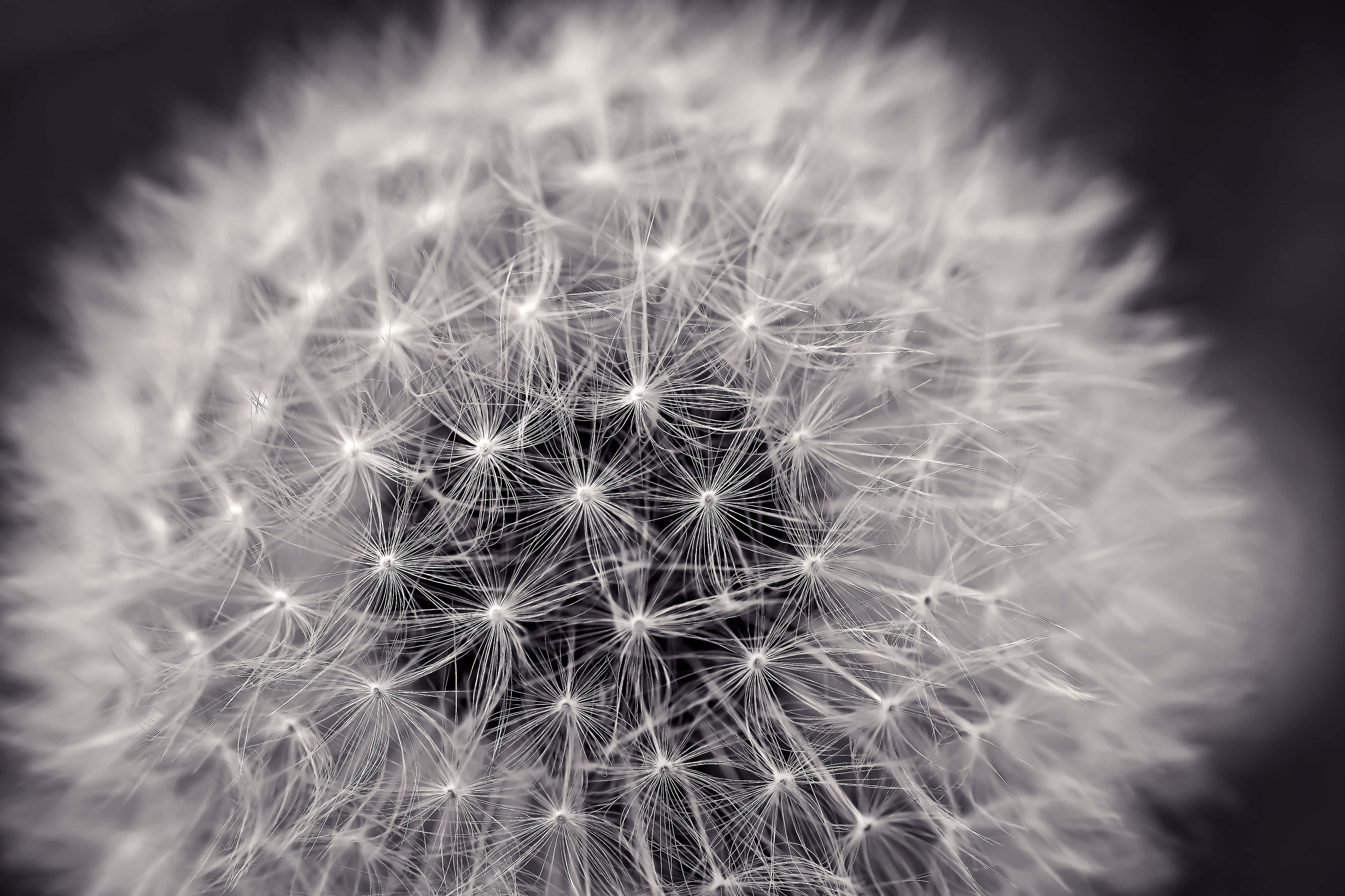 Foto estética en blanco y negro Fondos de pantalla