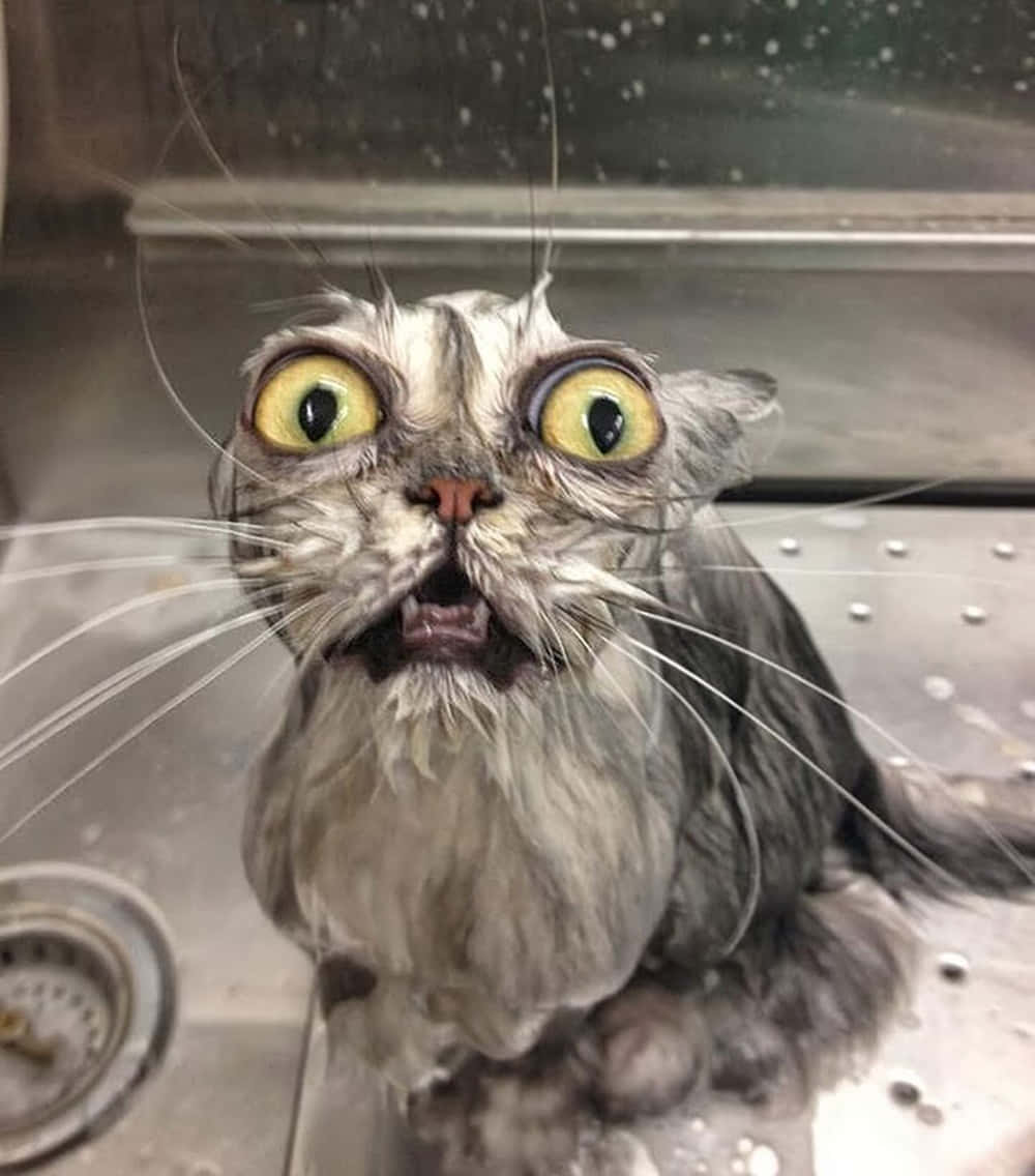 Foto Graciosa de Gato Mojado Tonto Fondos de pantalla