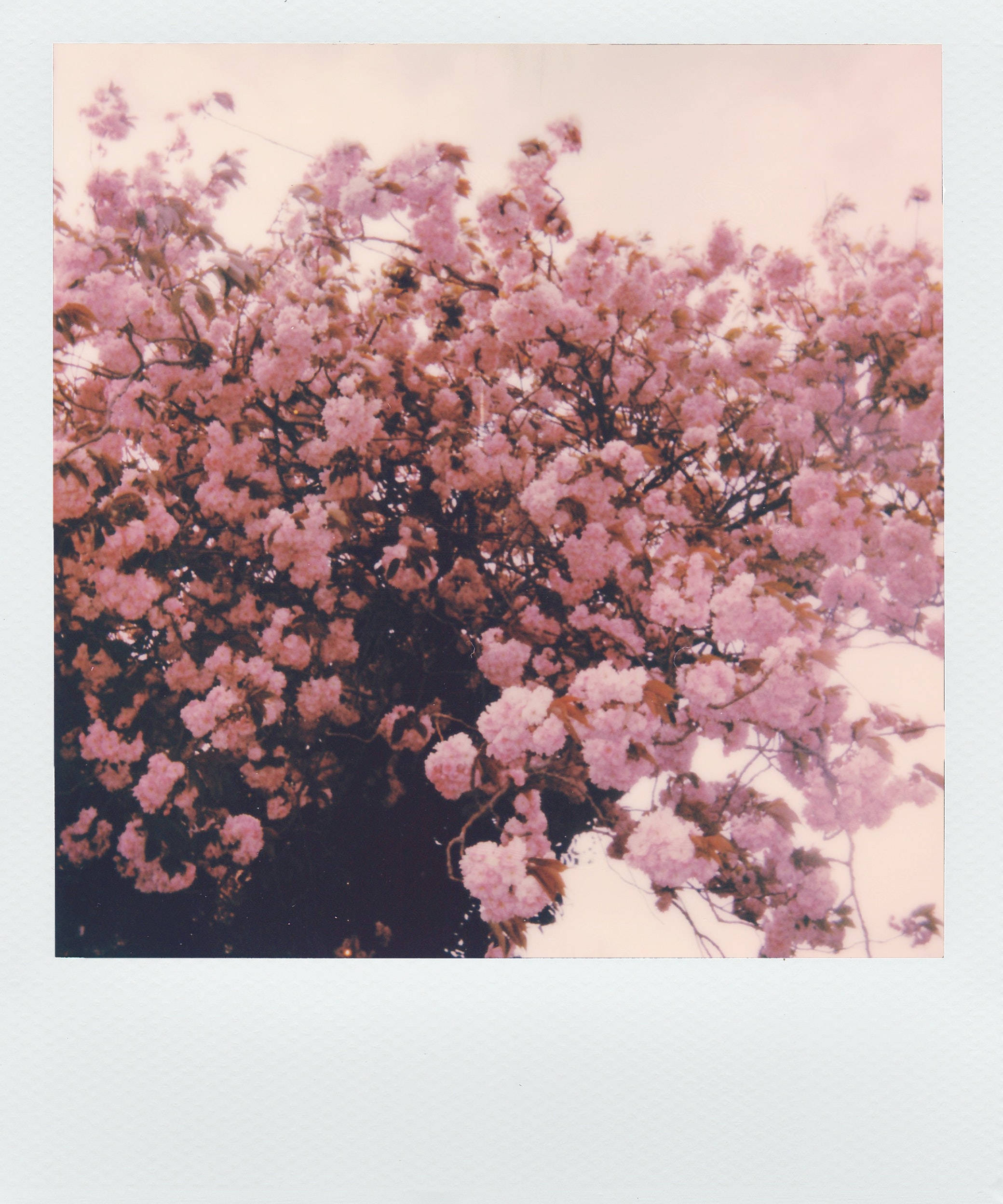 Foto Polaroid de Flores Rosas Estética Fondos de pantalla