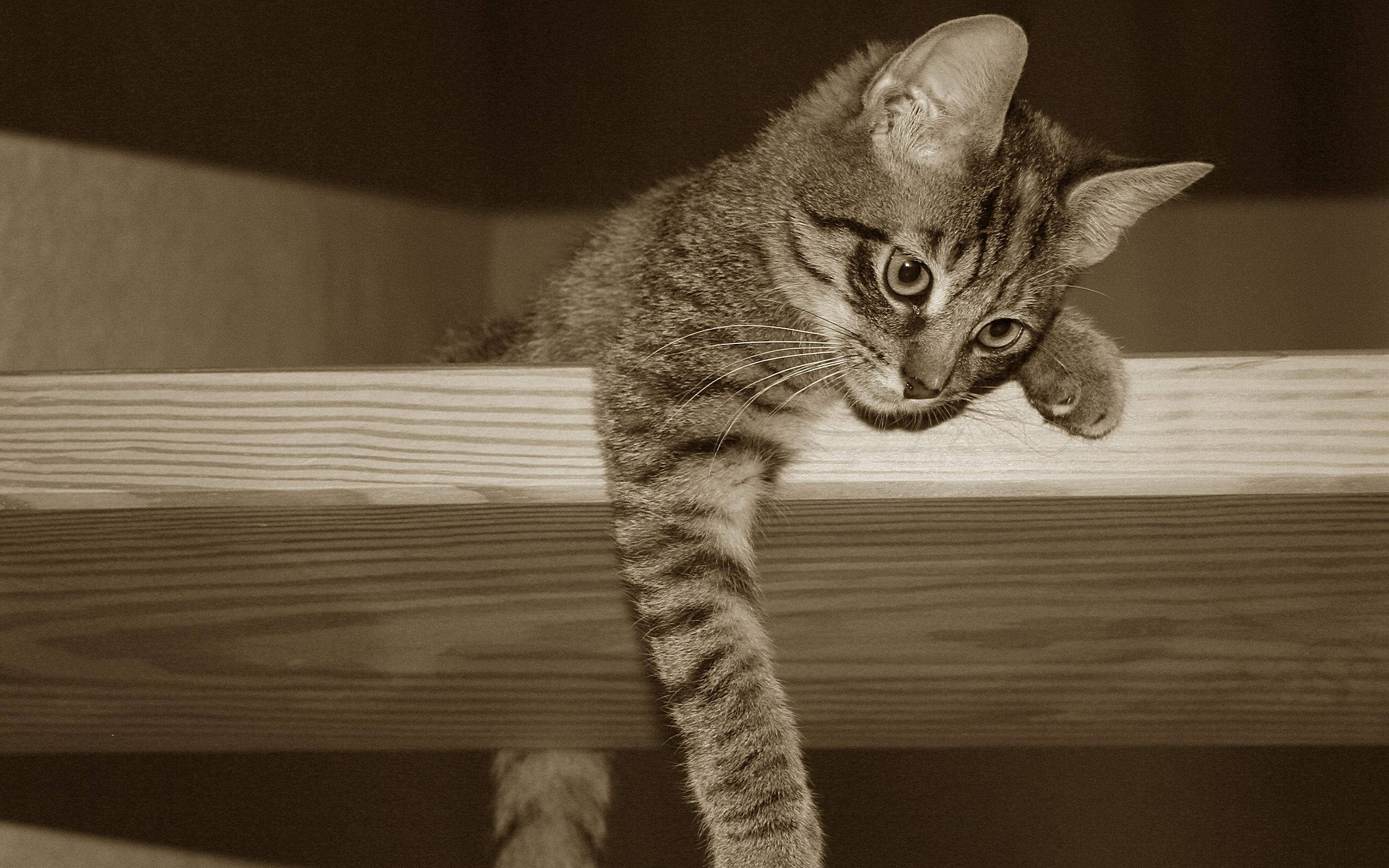 Foto Sepia de un Gato Kawaii en una Repisa Fondos de pantalla