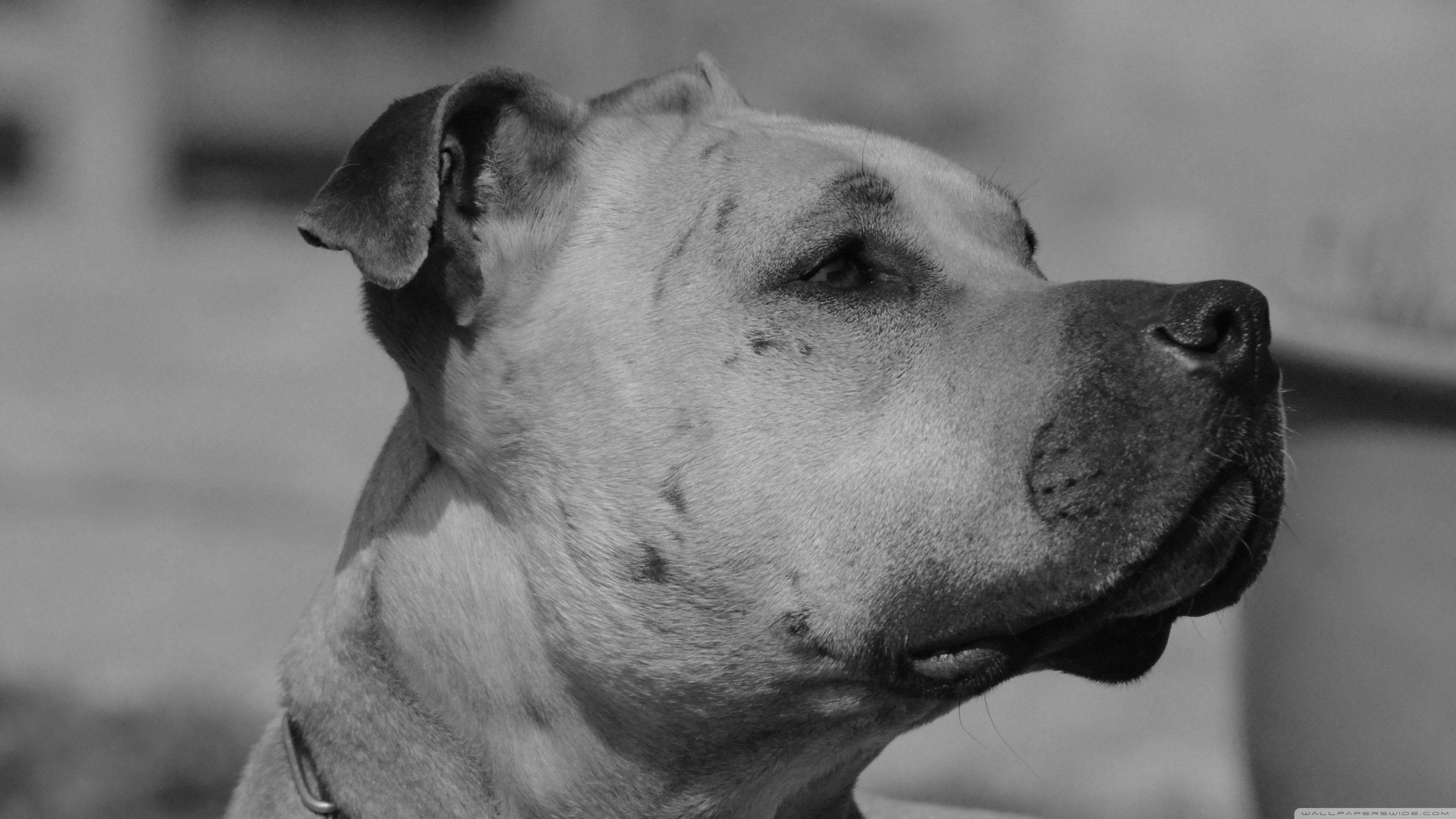 Foto vintage de un perro blanco y negro Fondos de pantalla